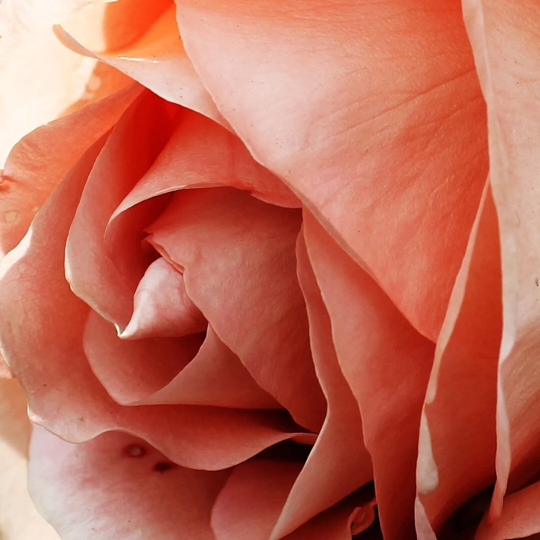 &quot;Flowers always make people better, happier, and more helpful; they are sunshine, food and medicine for the soul.&quot;
- Luther Burbank #naturephotography #flowers #lutherburbank #redflowers #closeupphotography
