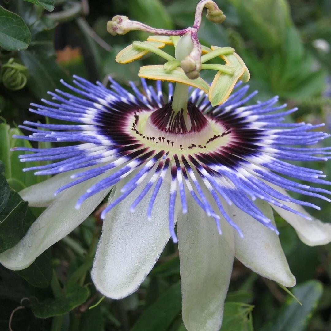 &quot;The beauty's in the flower.&quot; - Anthony T.Hincks #naturephotography #flowers #anthonythincks #gardens #flower