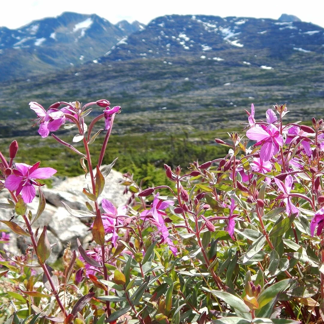 &quot;No matter how chaotic it is, wildflowers will still spring up in the middle of nowhere.&quot;
- Sheryl Crow #naturephotography #flowers #wildflowers #sherylcrow #mountains