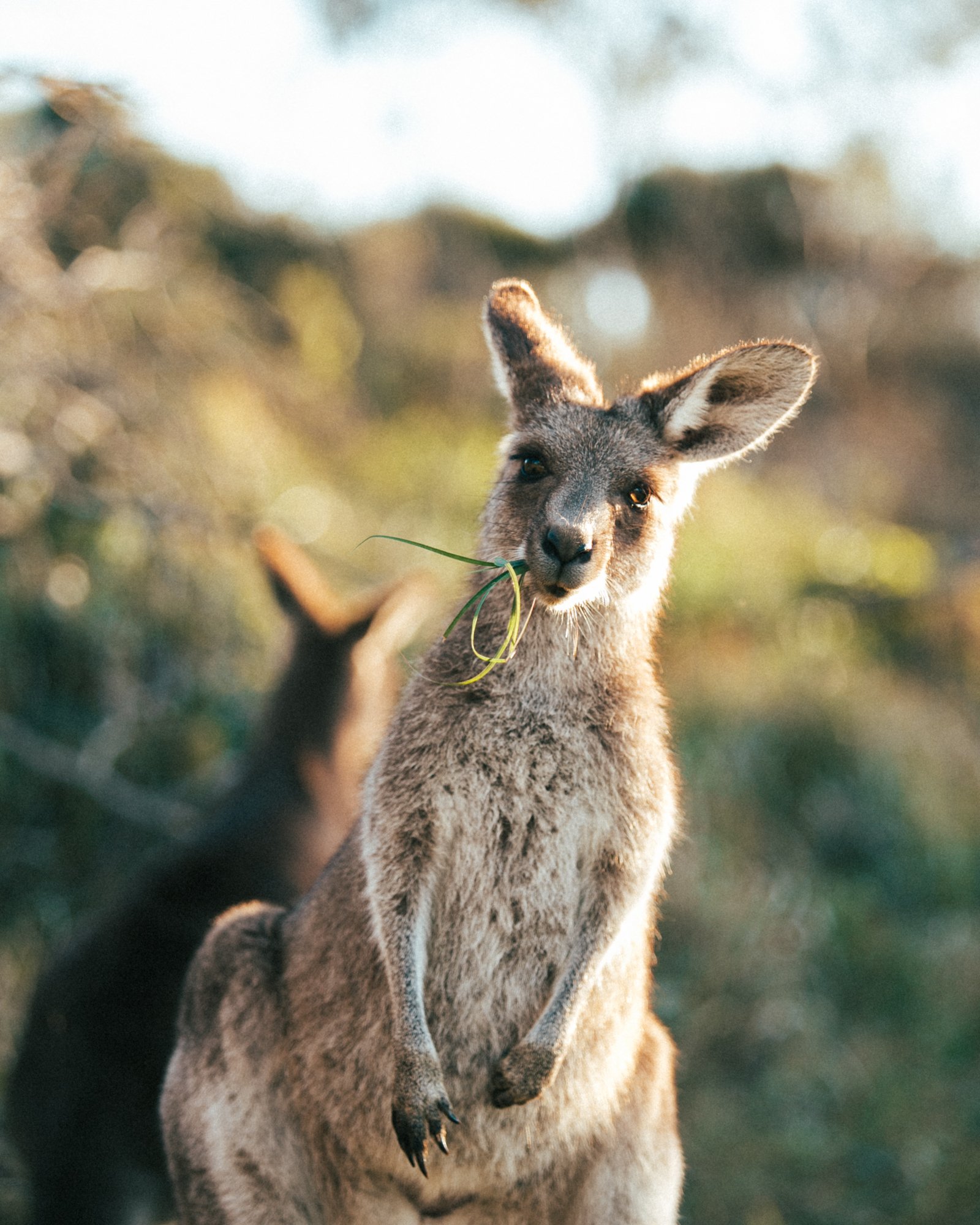 Kanga-EllieBobbie-.jpg