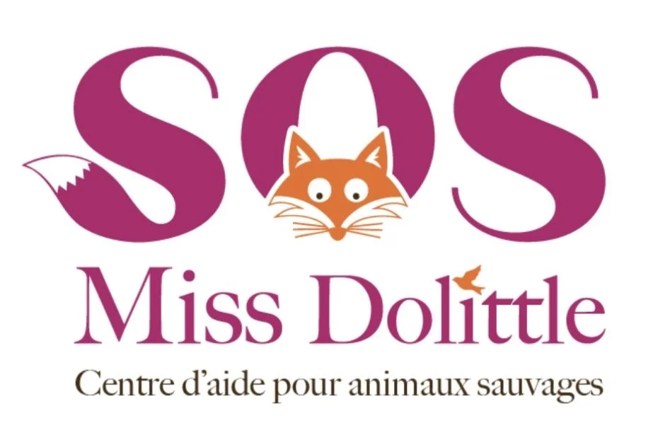 Toile en direct SOS Miss Dolittle St-Henri