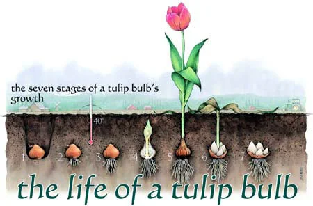 Source: Tulips.com