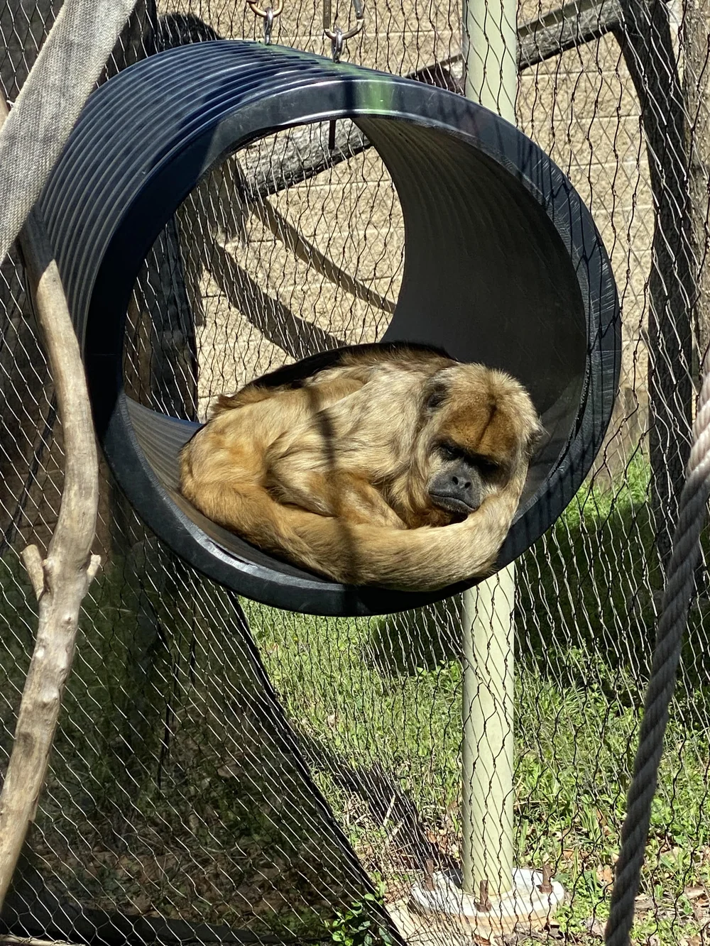 A Sleeping Howler Monkey