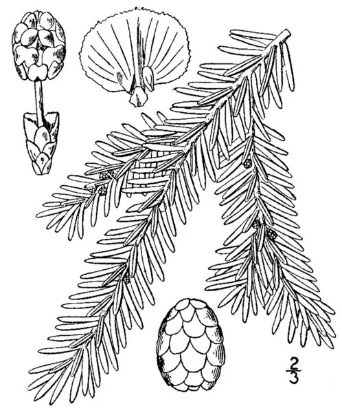 Alnisedi: Eastern Hemlock