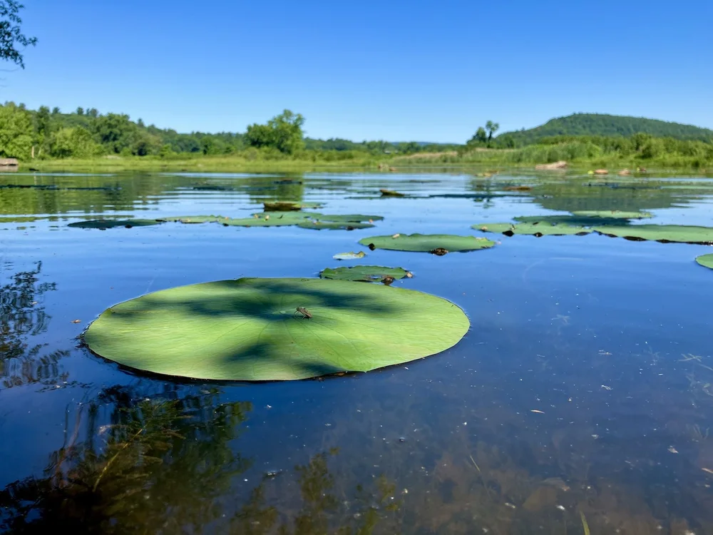 Pamagwaak - American lotus