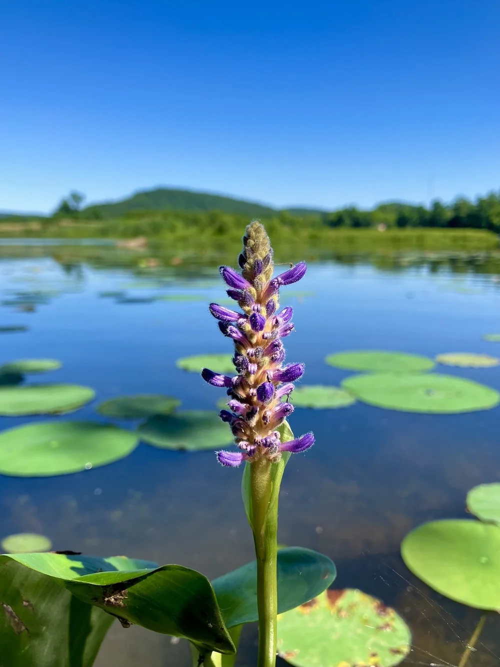 Wadagwaswakw - Pickerel weed