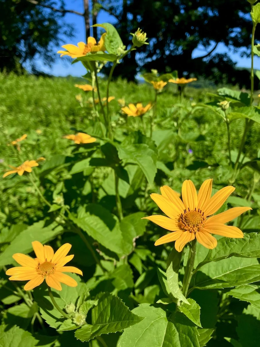 Kizosôganakwa - woods sunflower