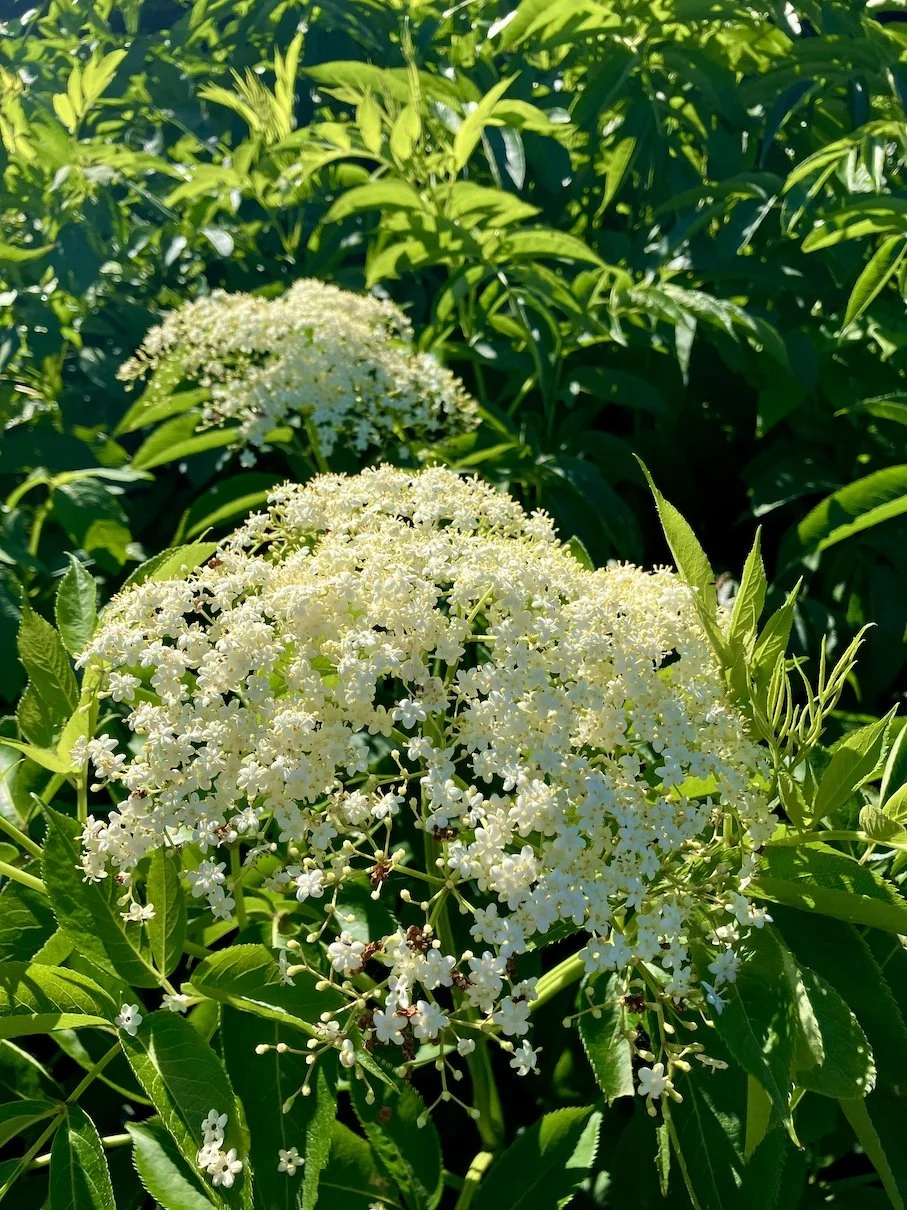 Mkazawisaskib - Black elder