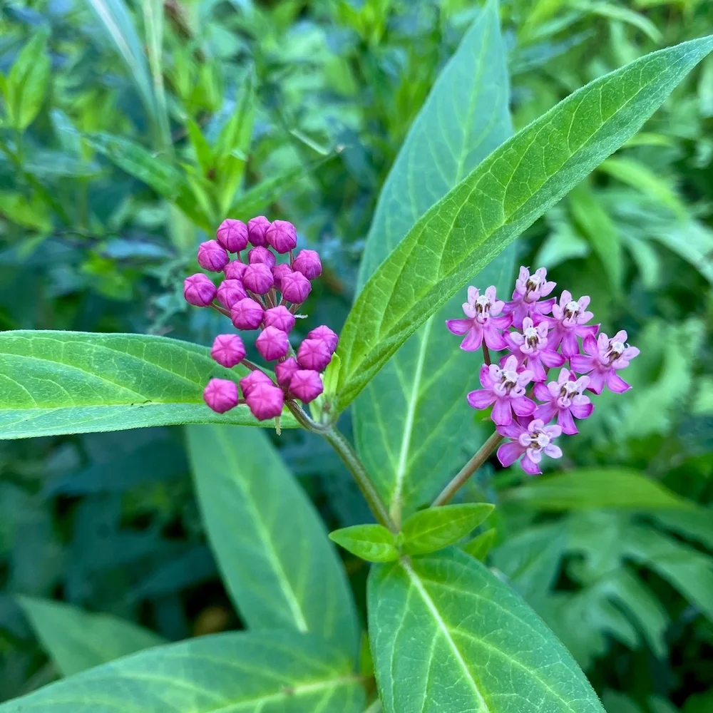 Megoakwiazibis - swamp milkweed