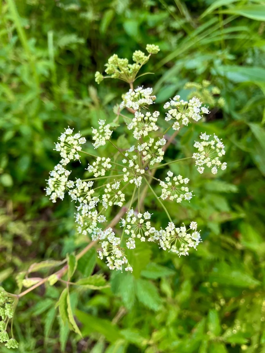 Channaps majinebizonoo - Water hemlock