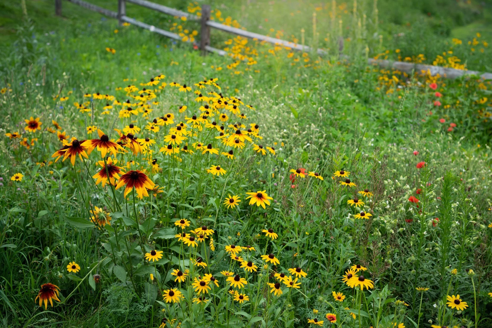 Late Summer Guided Walk & Talk