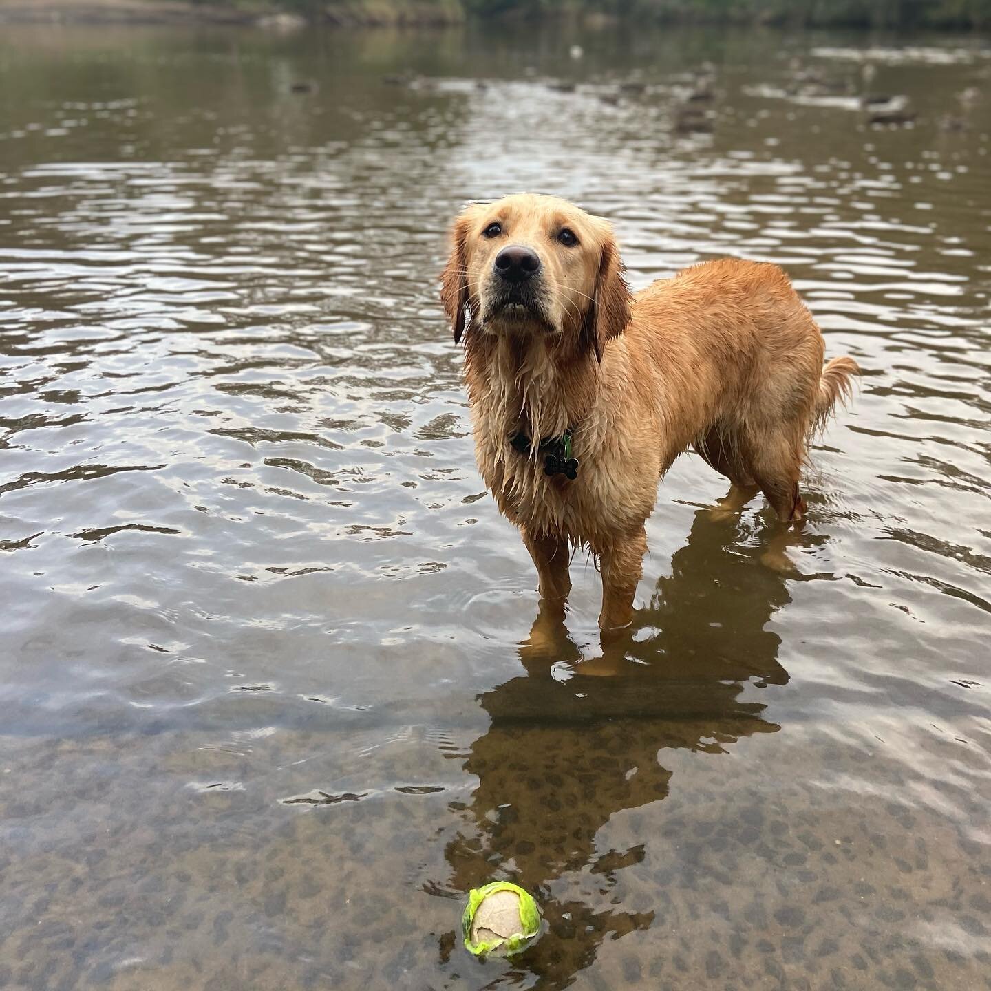 Ducks, balls &amp; water (not in that order) are some of Winnies favourite things.
