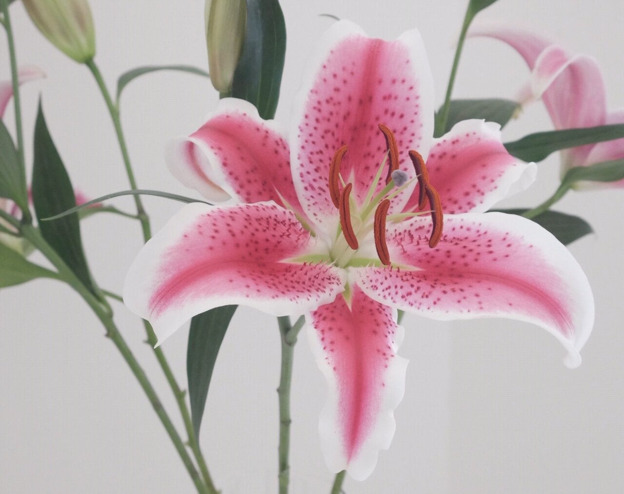lily.jpeg