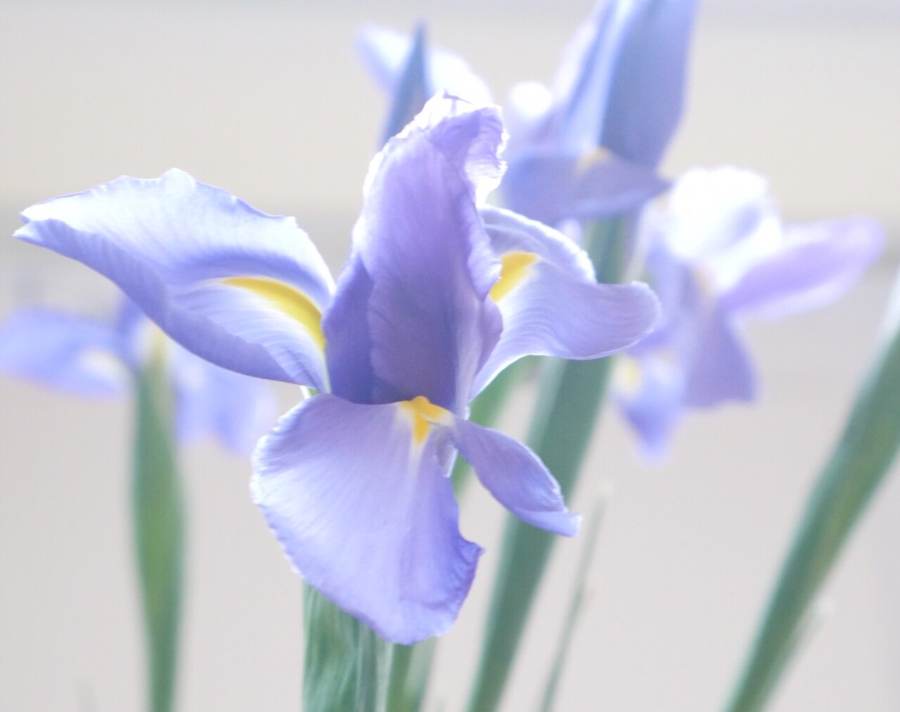 iris.jpeg