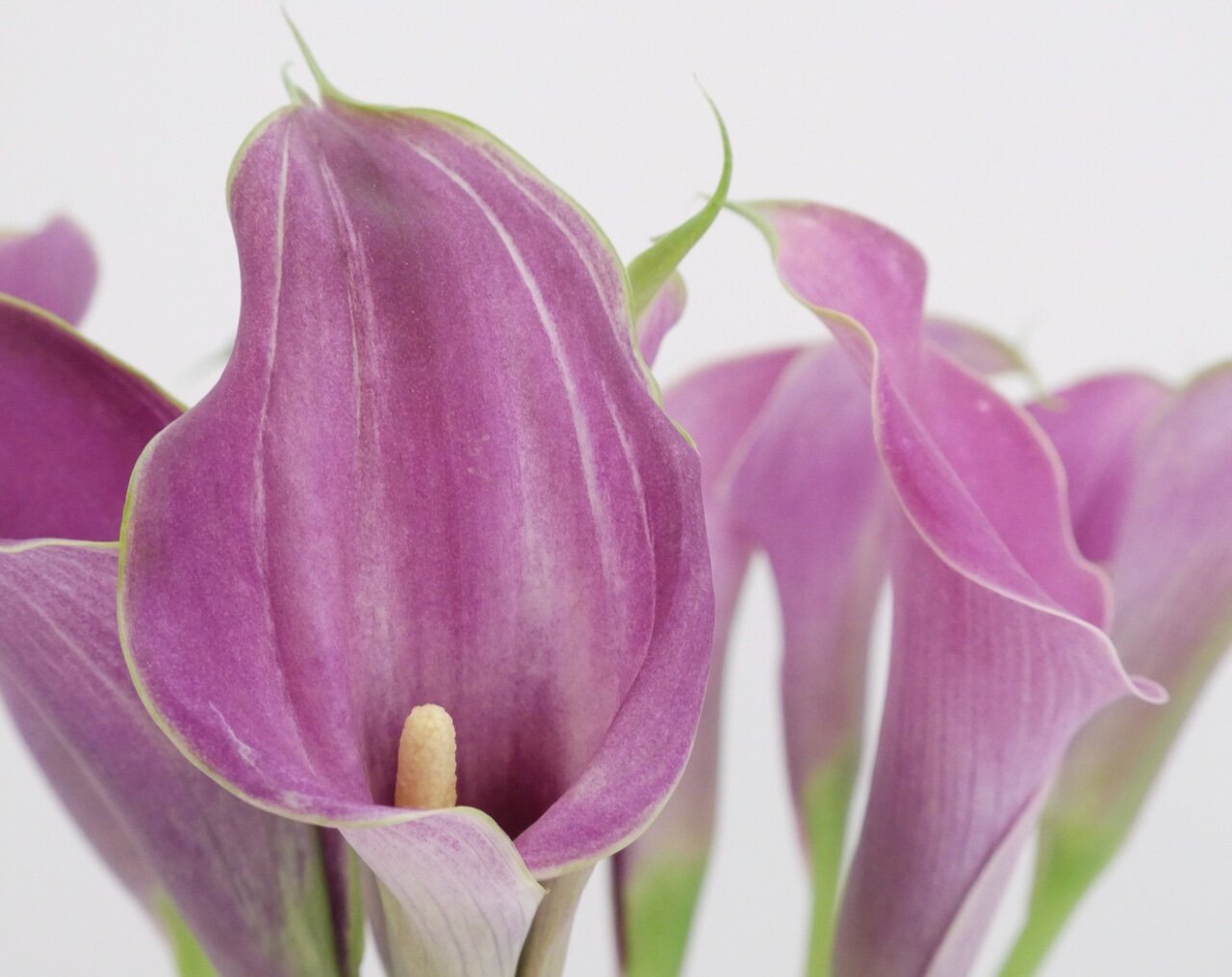 calla.jpeg