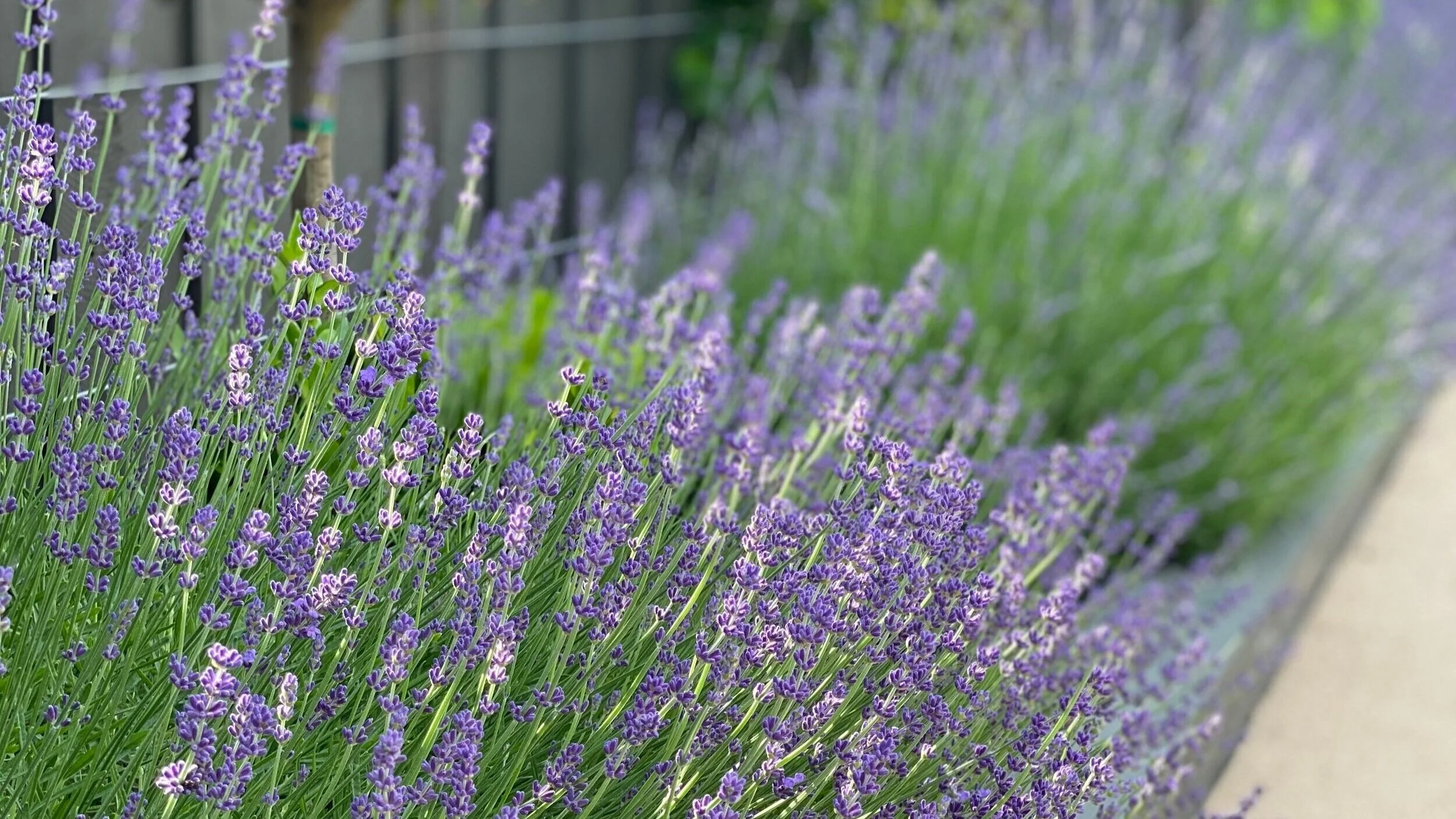 Lavender.jpg