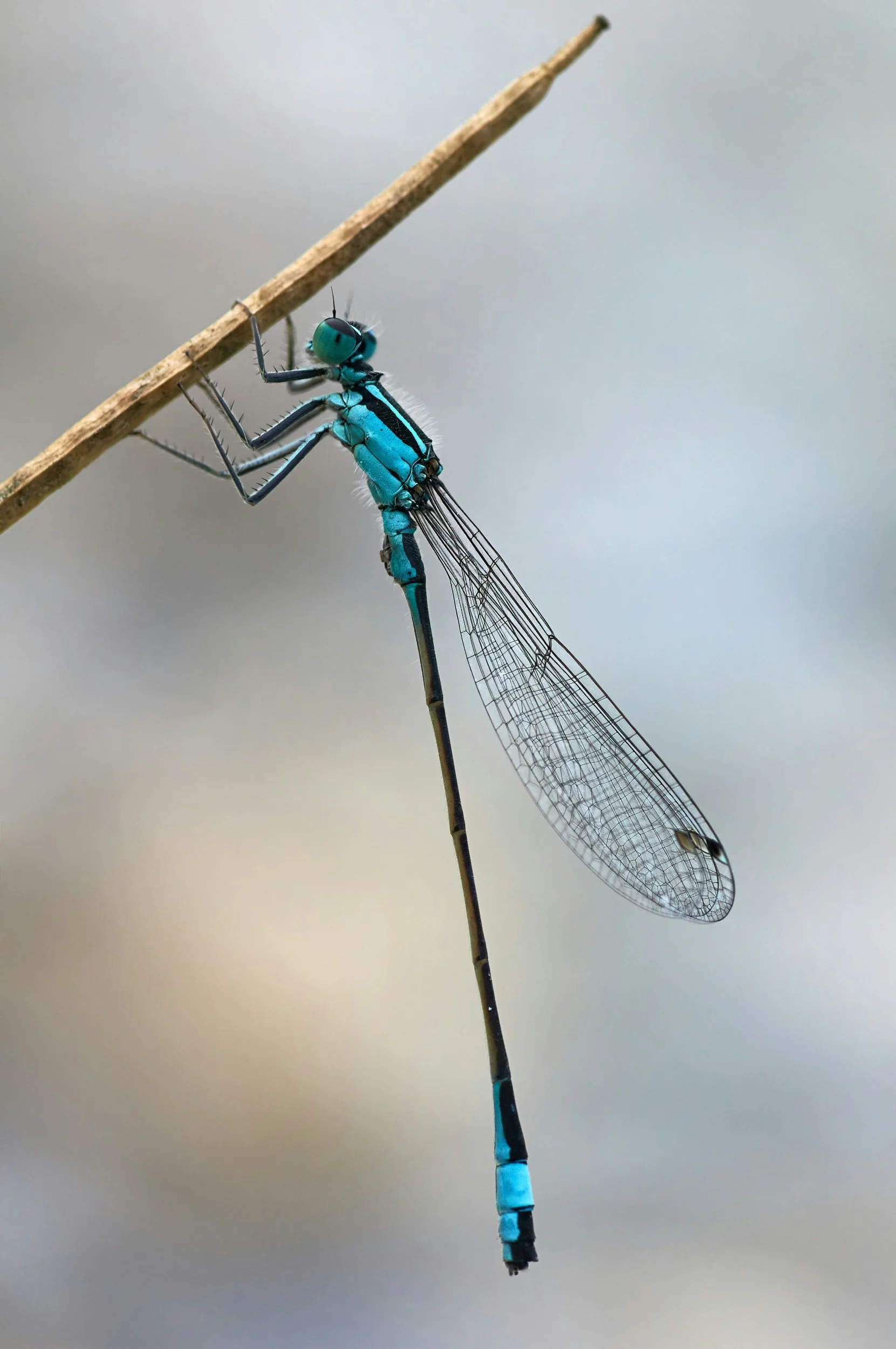 BugSpace Gardeners Network