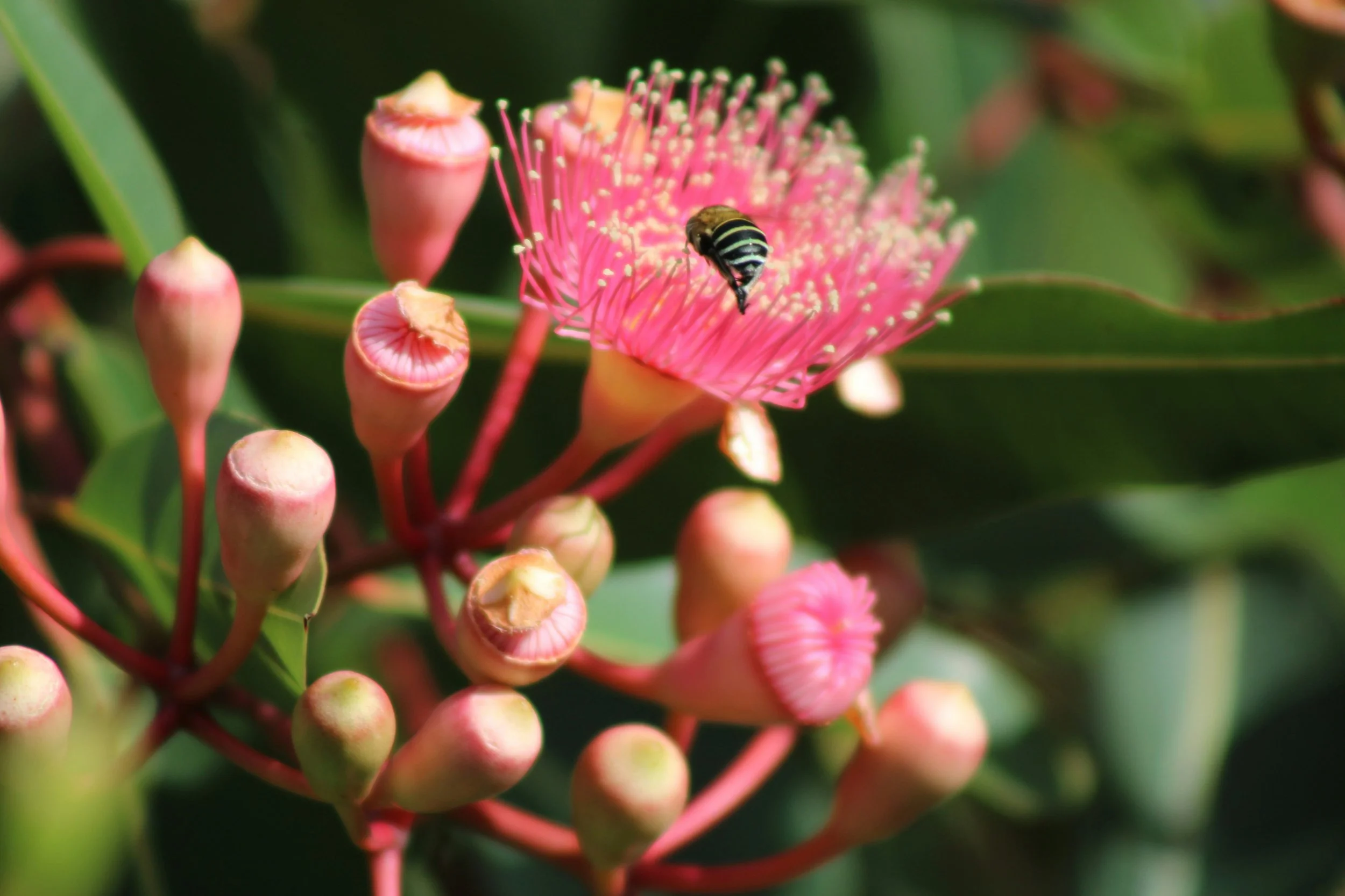 Close-up of a pink flower with many small buds and a bee collecting pollen.