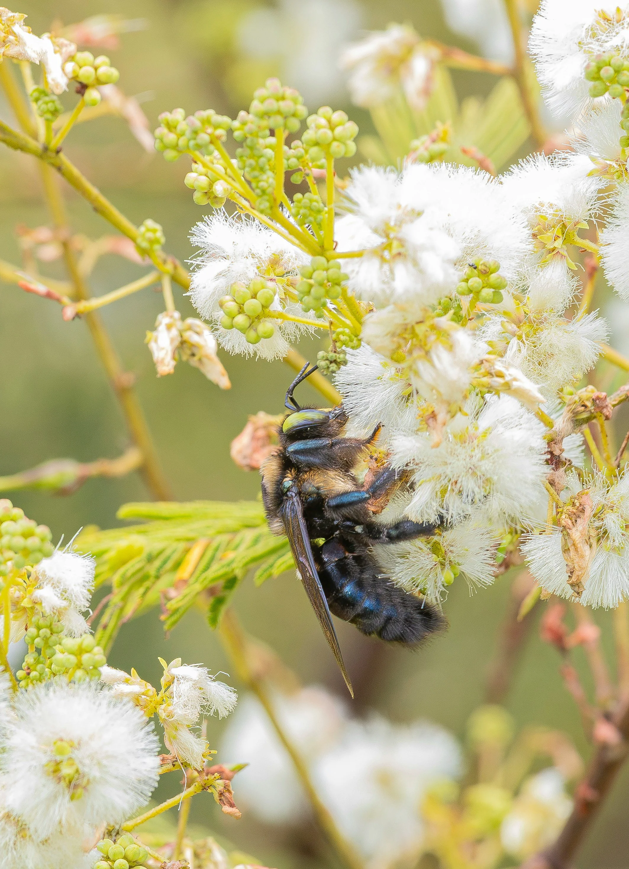 A bee collecting nectar from white fluffy flowers on a green plant with small green buds.