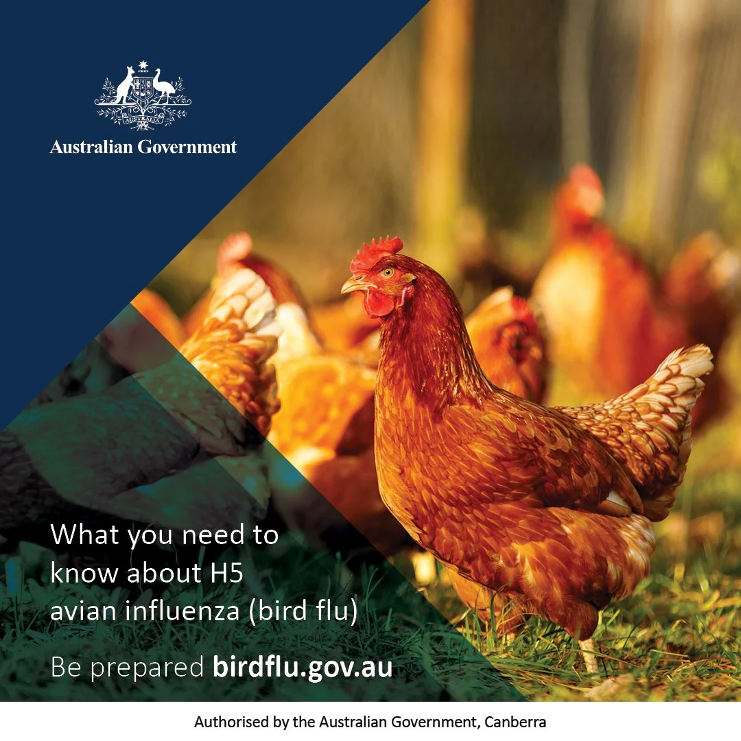 H5 bird flu in Queensland