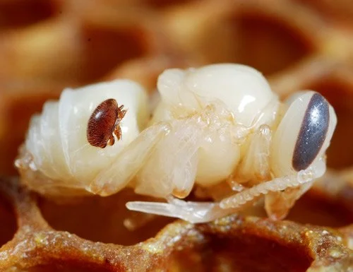 Varroa mite in Southern Downs beehives