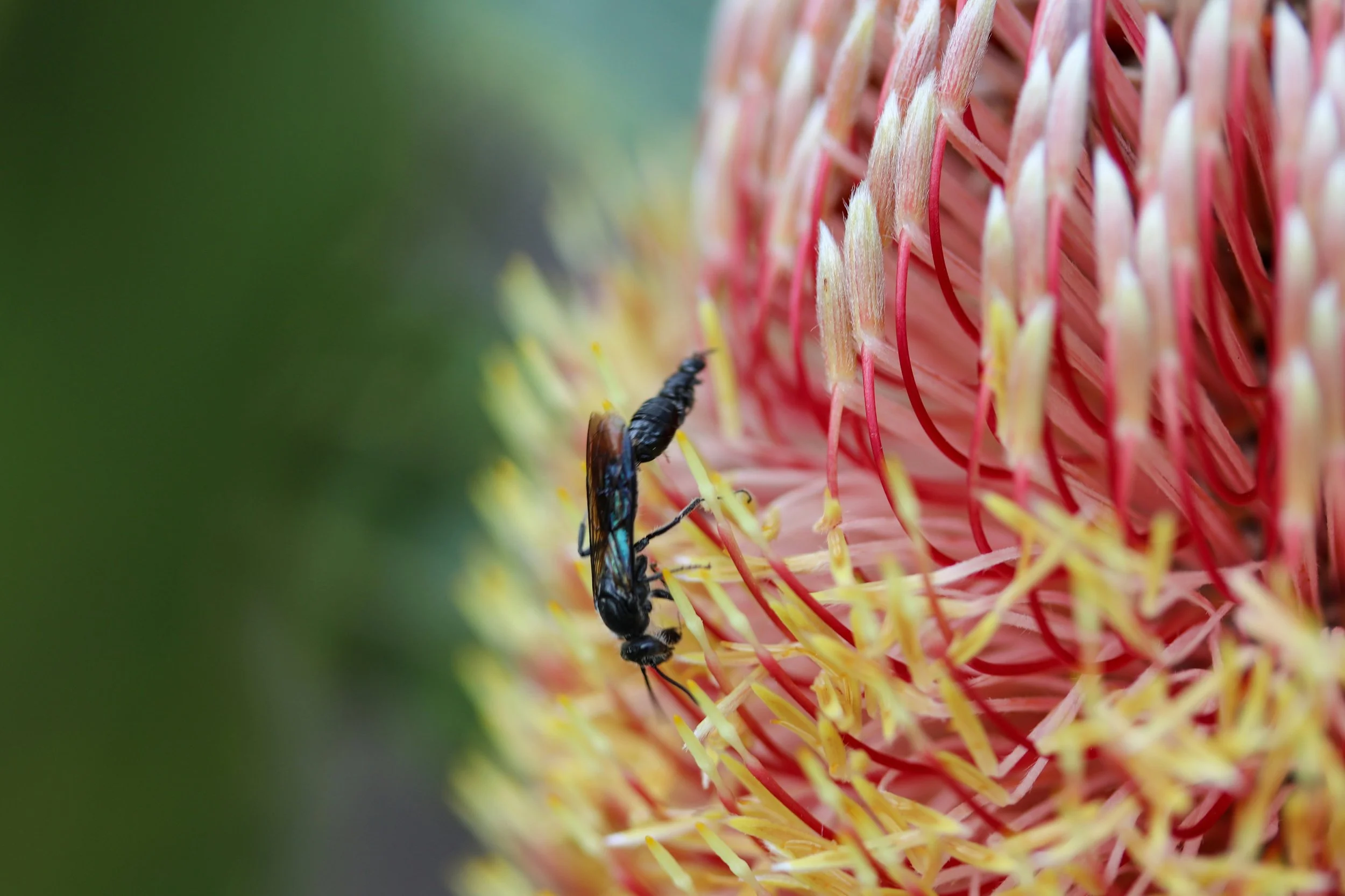 Close-up of a bee on a pink and yellow protea flower