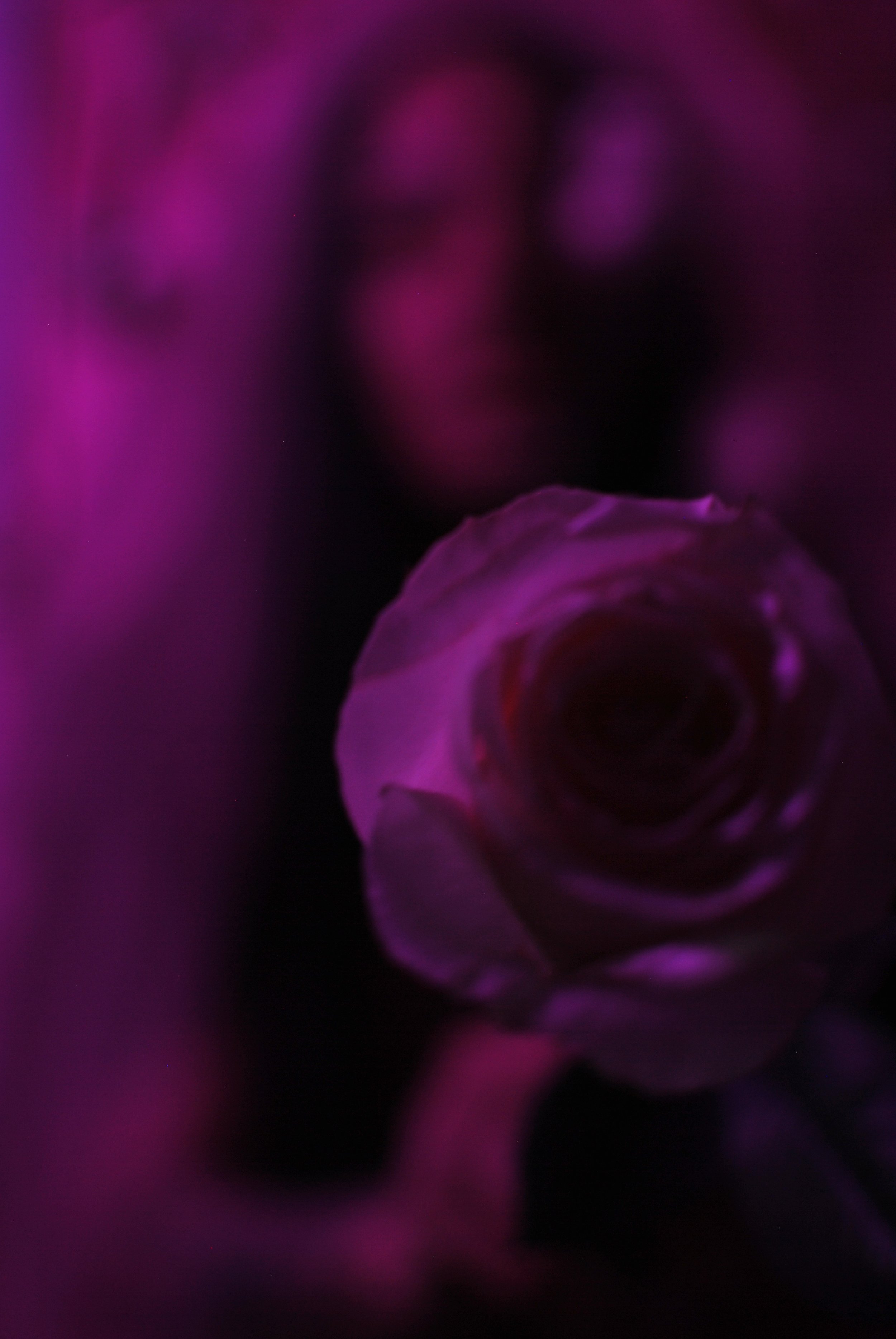 DSC_2777 7.jpeg
