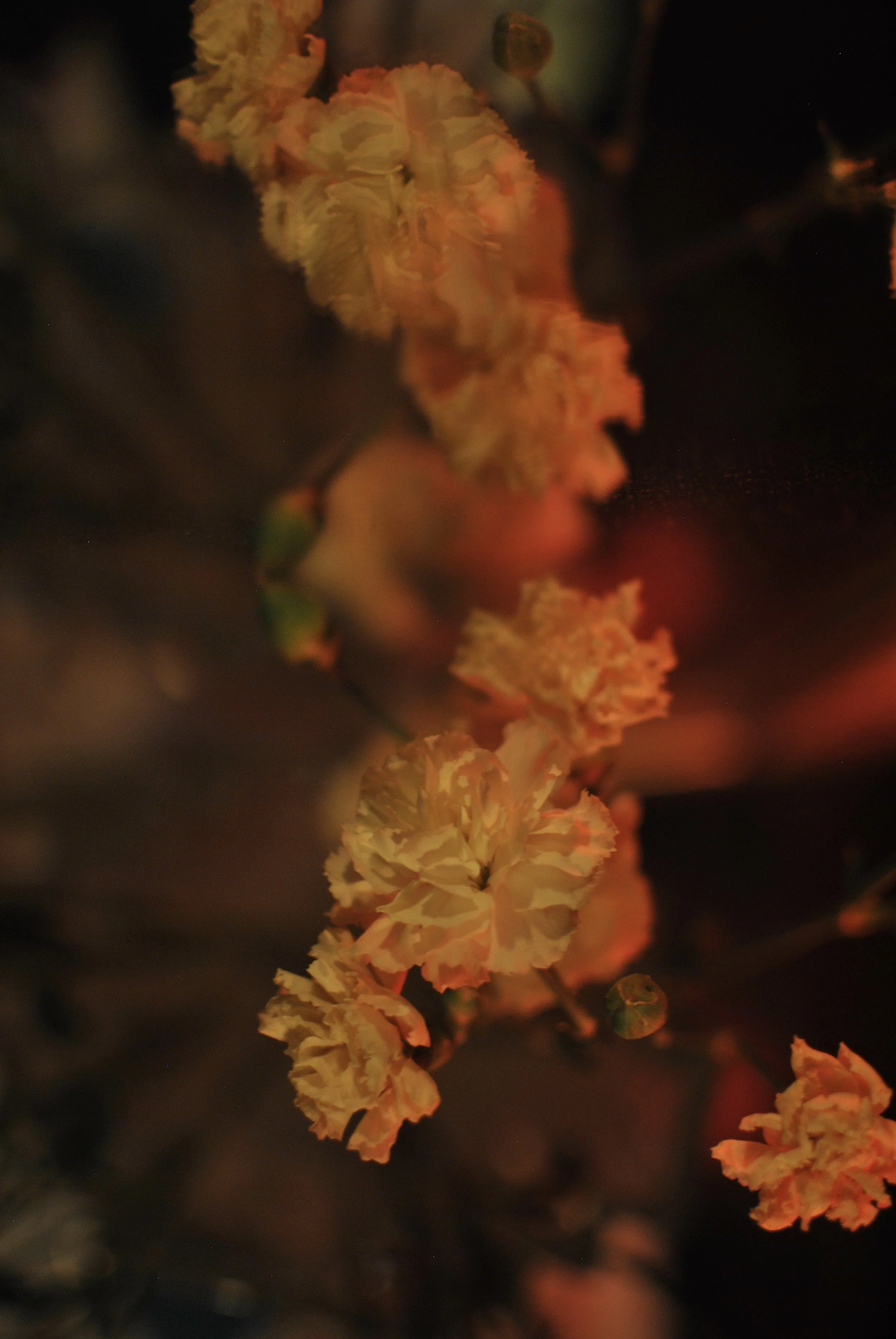 DSC_0327.jpeg