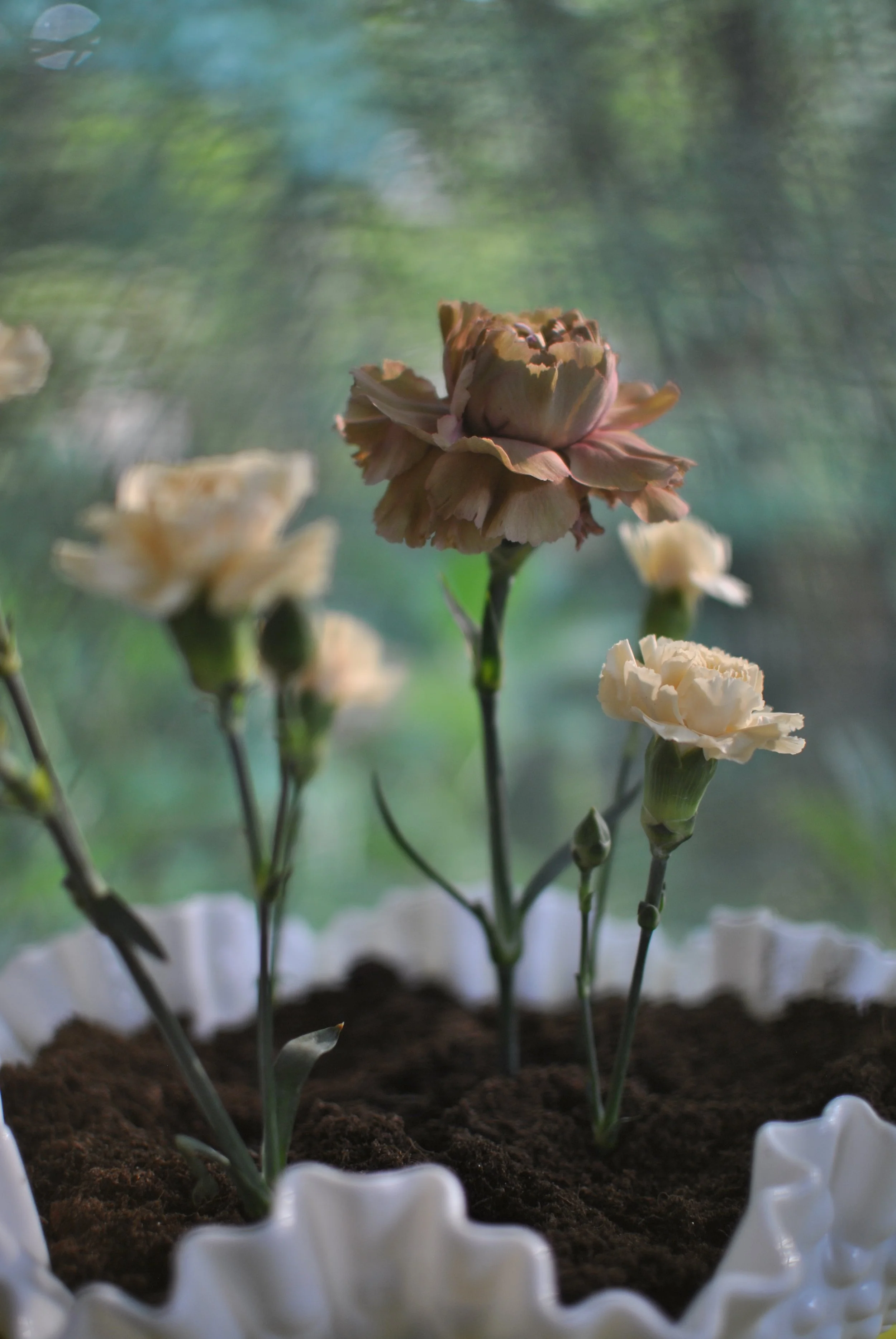 carnations in the sun in a vintage white glass bowl filled with soil.