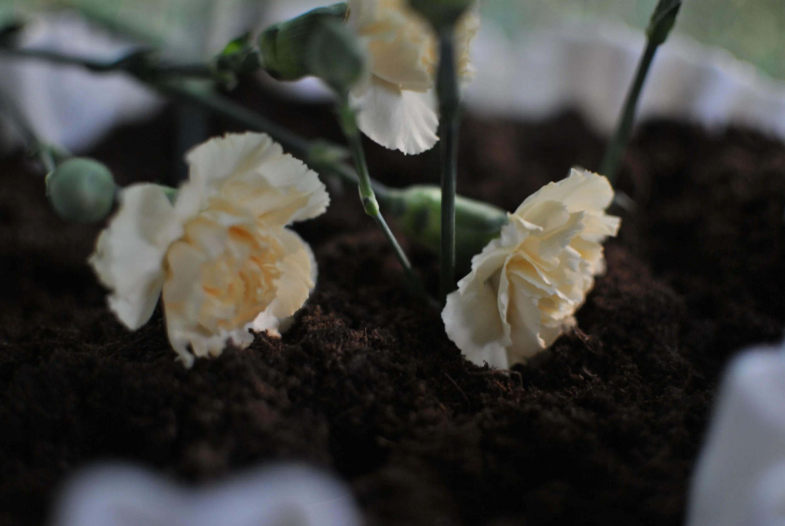 carnation flowers lay on top of fertile soil, an image supporting the "soil" or foundation of your personal energetic wellness routine.