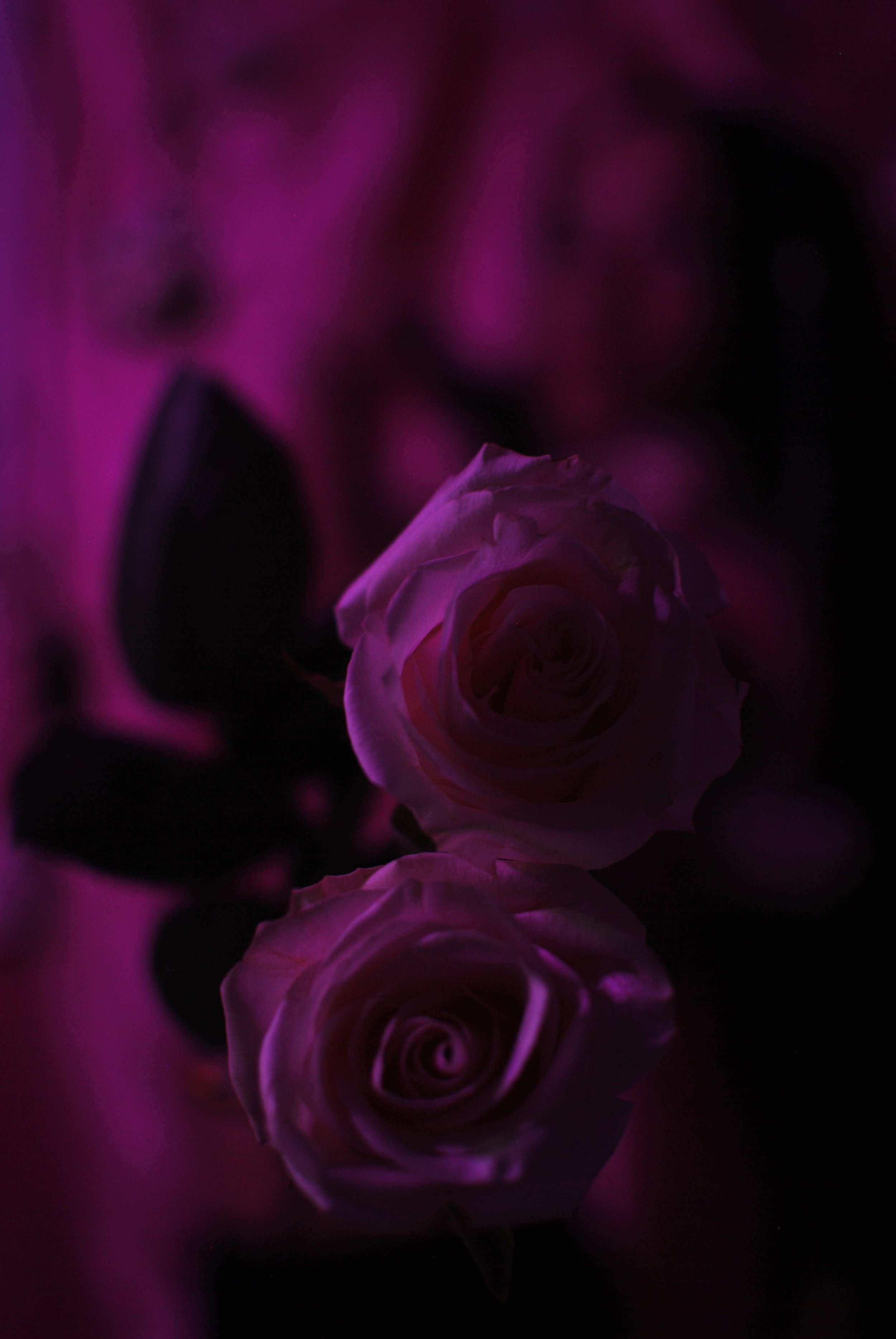 DSC_2742 4.jpeg