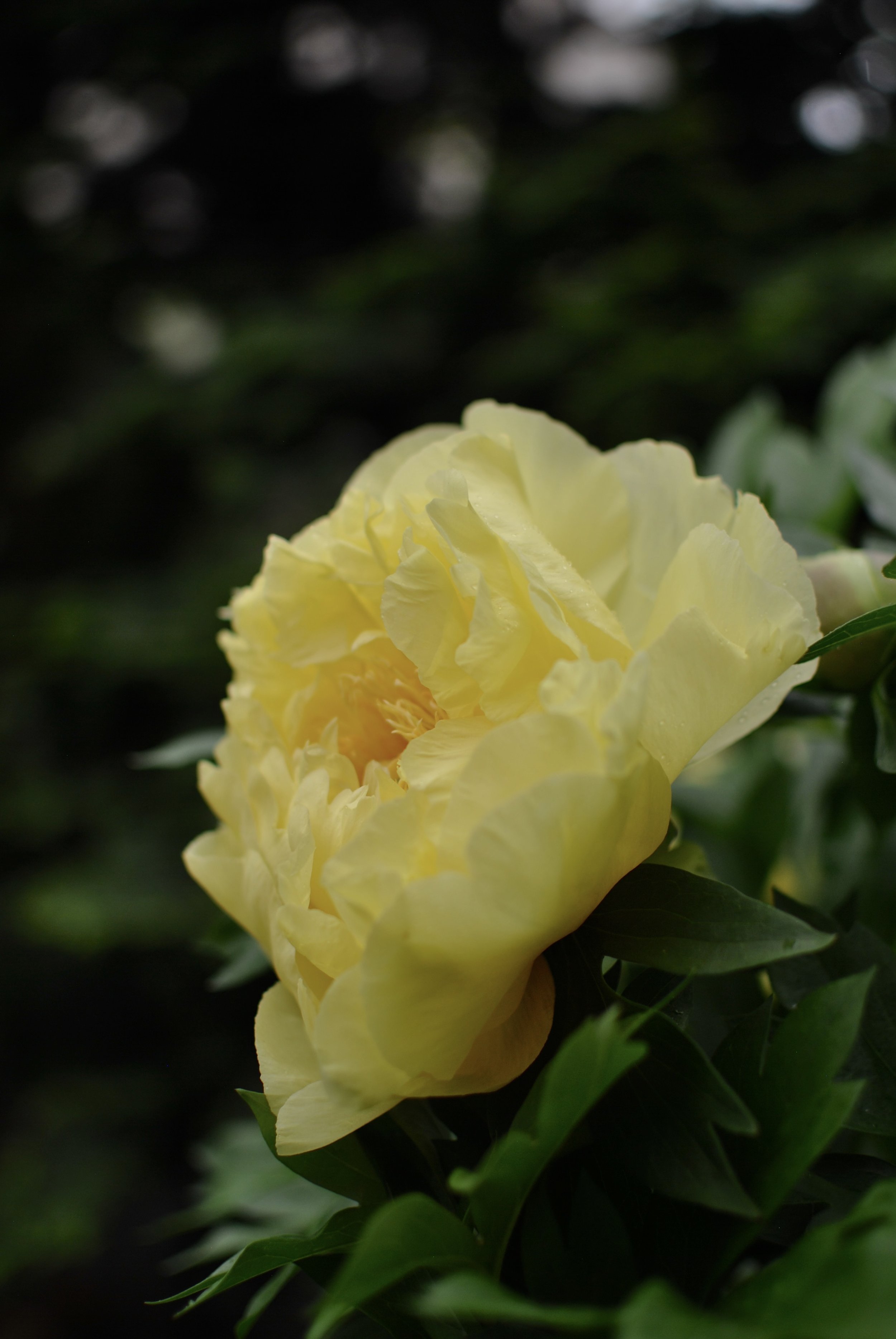 734285F2-C35A-407A-B477-80D543B629FC.jpeg