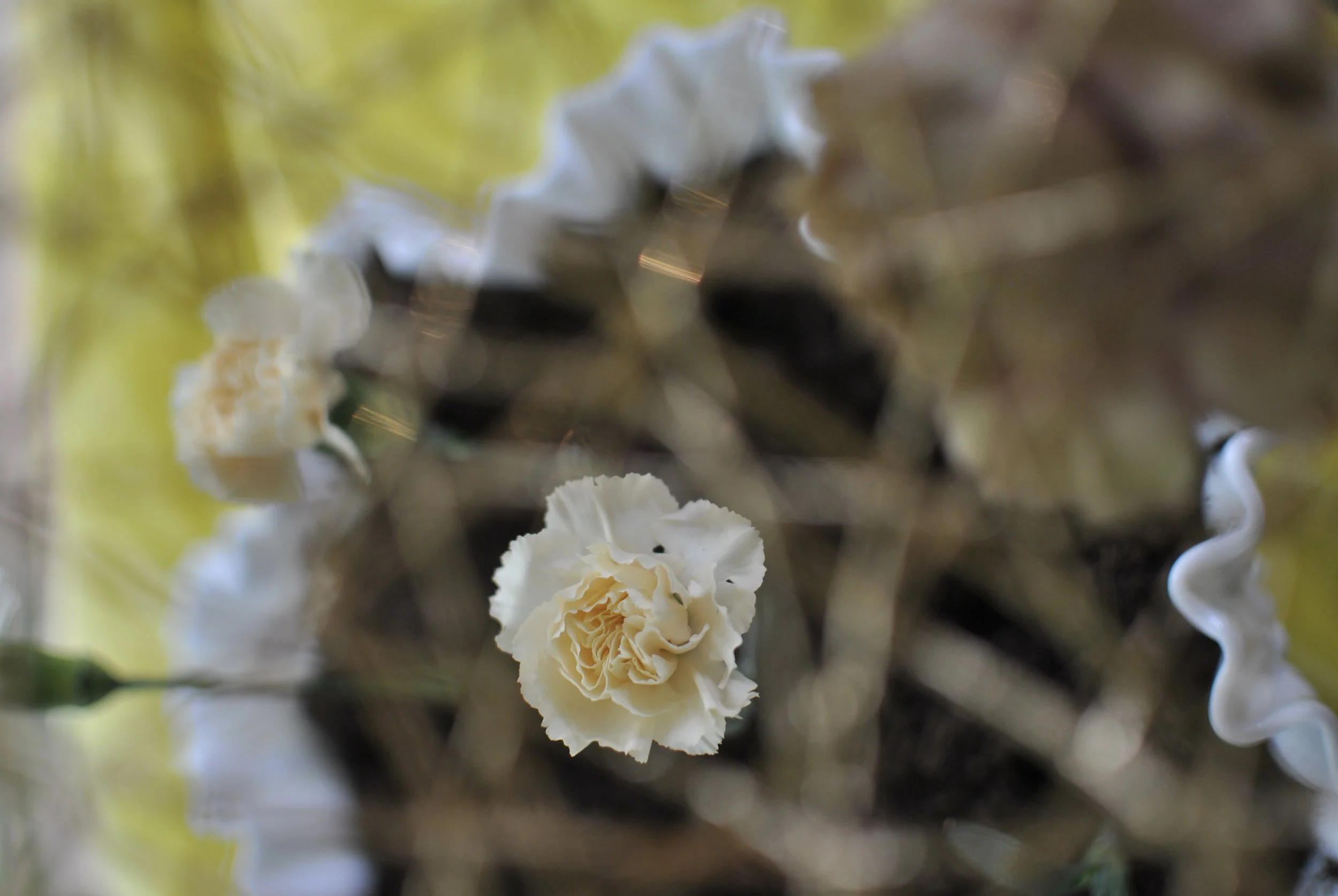 a carnation flower sits in soil, surrounded by glimpses of gold and sunlight. emphasizing the "sun" aspect of the energetic wellness garden.