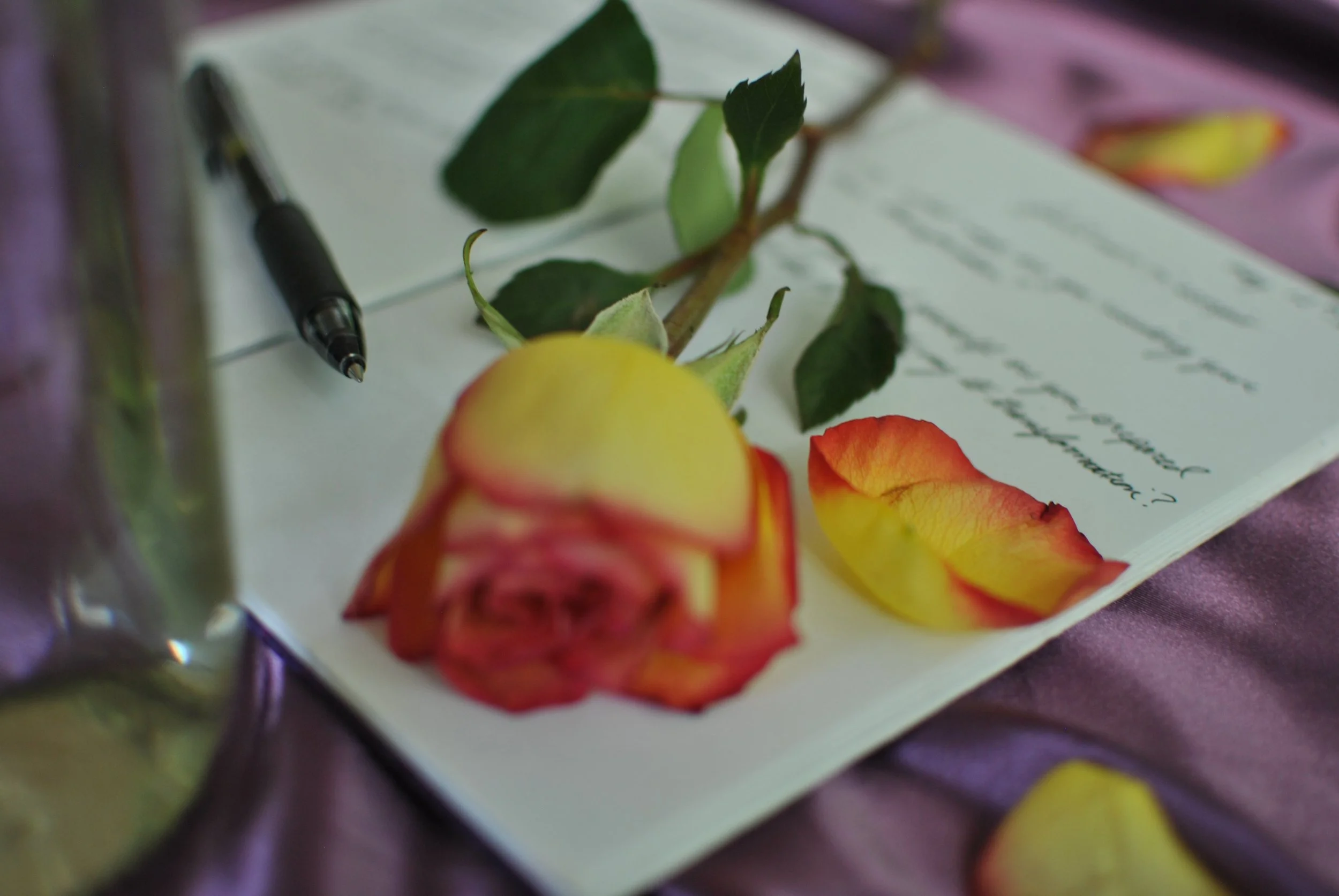 a rose sita atop a journal, where you can see the handwritten word "transformation." shadow work through journaling can be an intensely healing process.