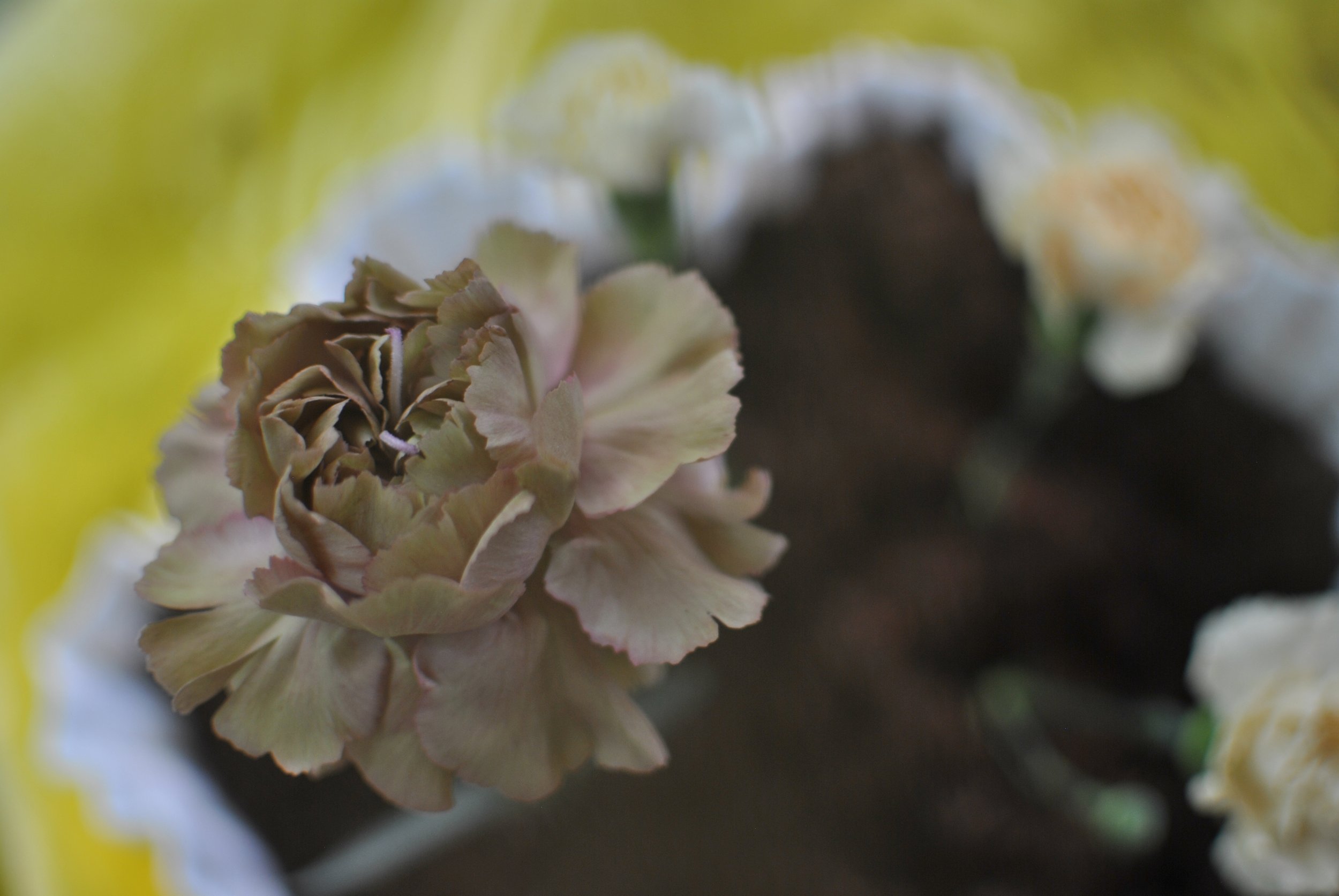 a variegated carnation flower sits in a white vintage glass bowl full of fresh soil.