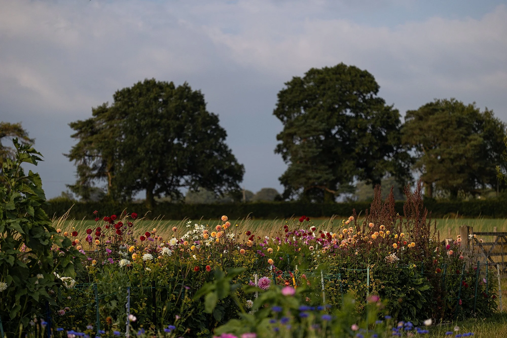 Somerset Brand Photographer_0186.jpg