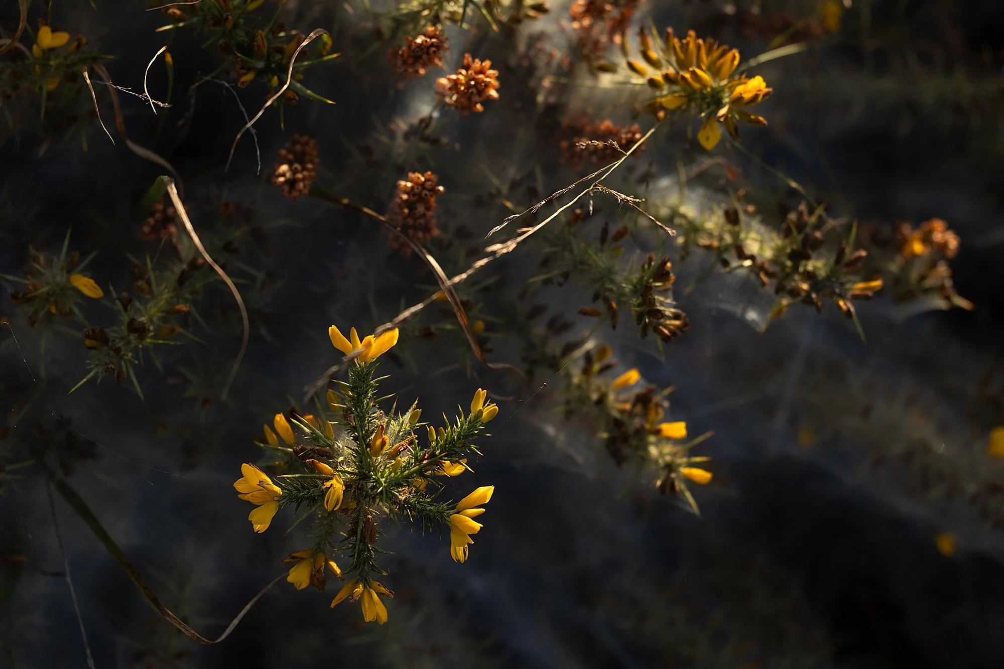 Somerset Brand Photographer_0121.jpg