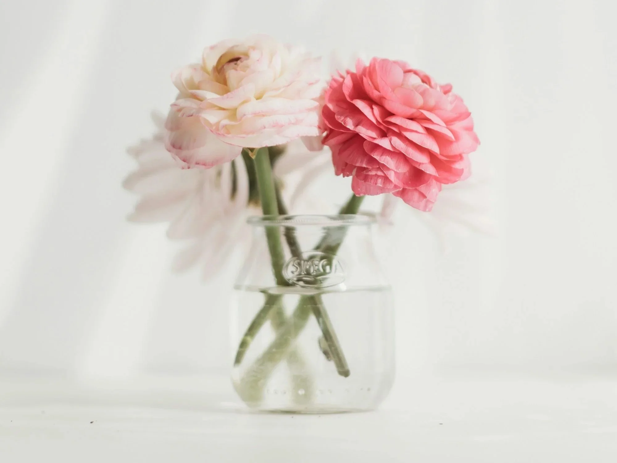 image of four pink-hued carnations in a small clear jar