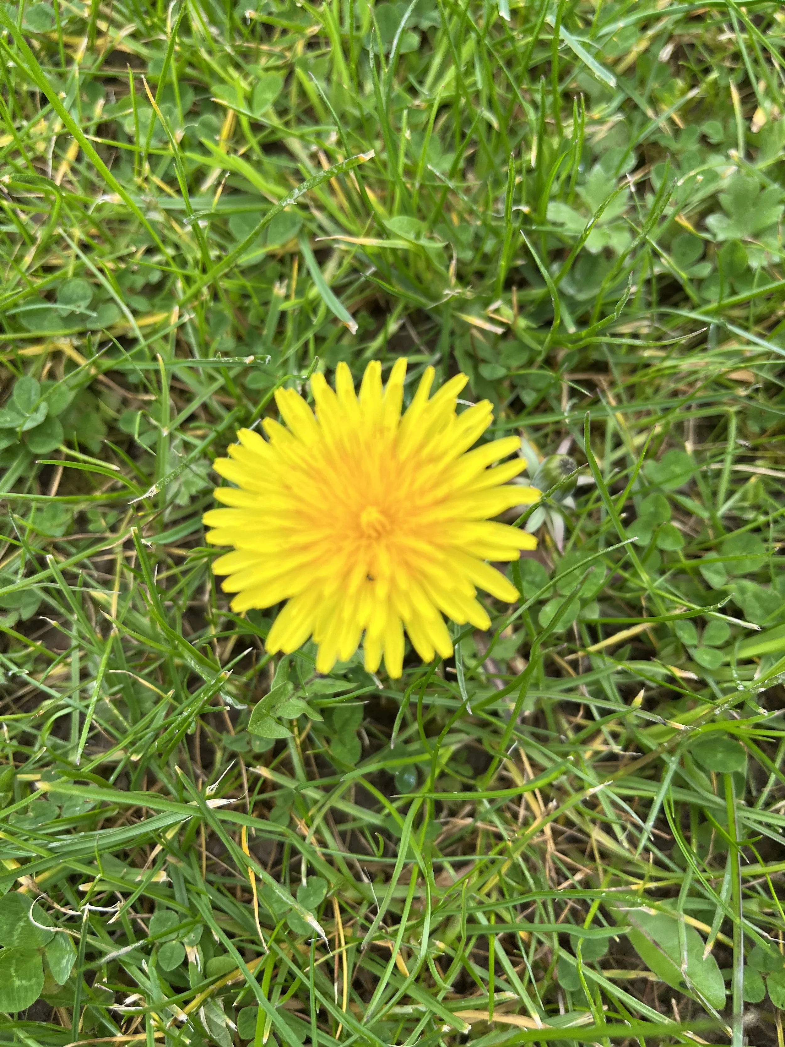 Hedgerow medicine - How many have you tried?