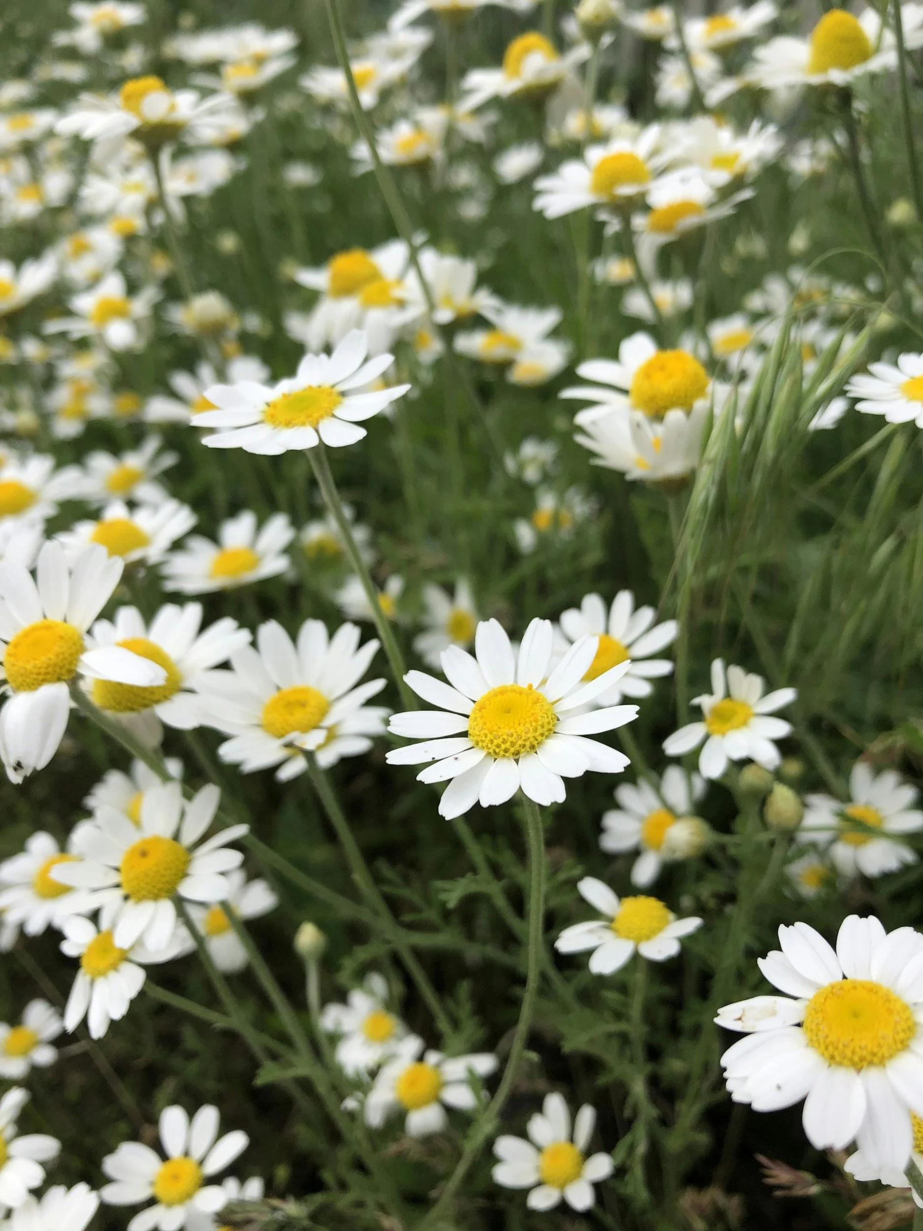 Five Medicinal Benefits of the Daisy family.