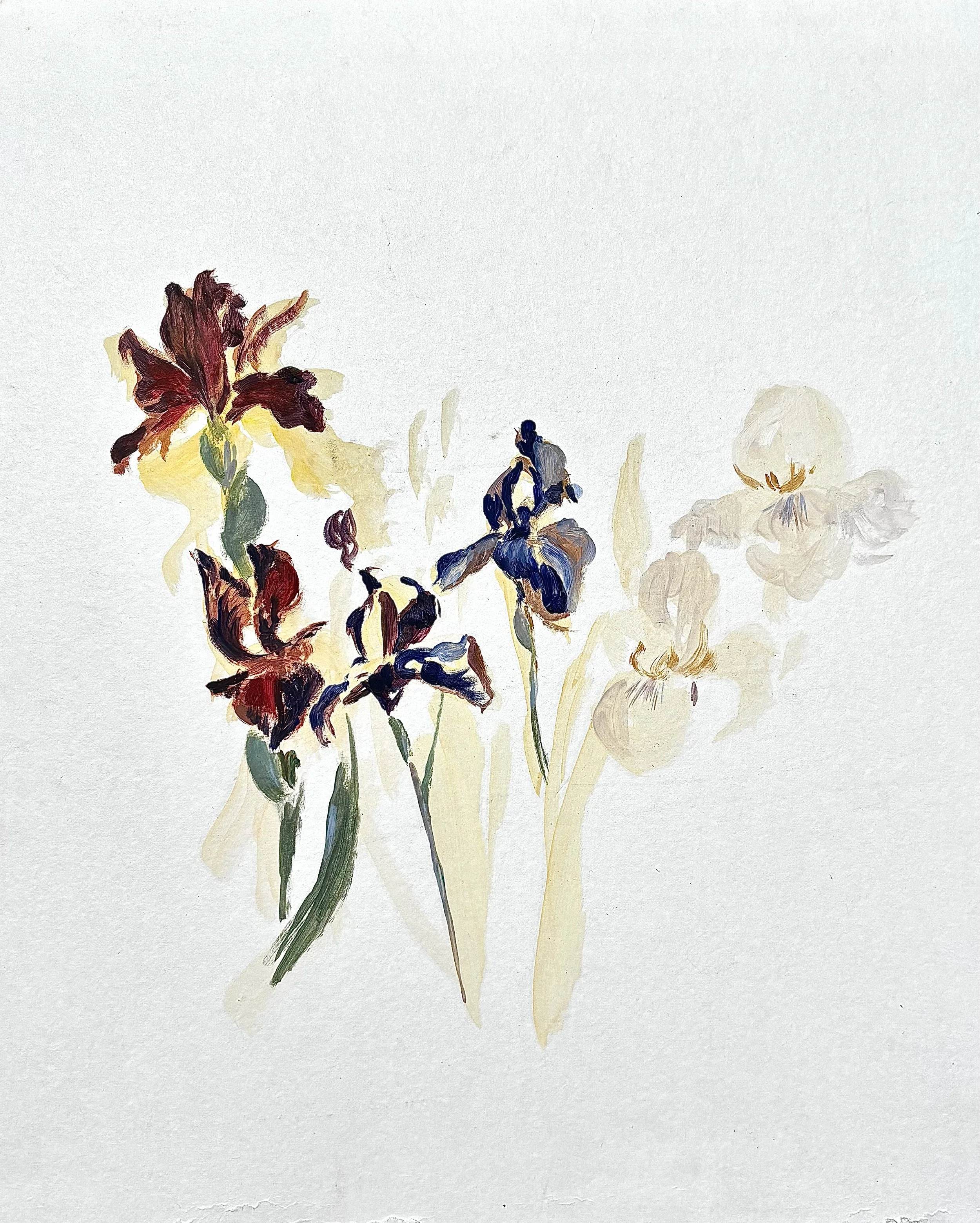 Iris collection 1