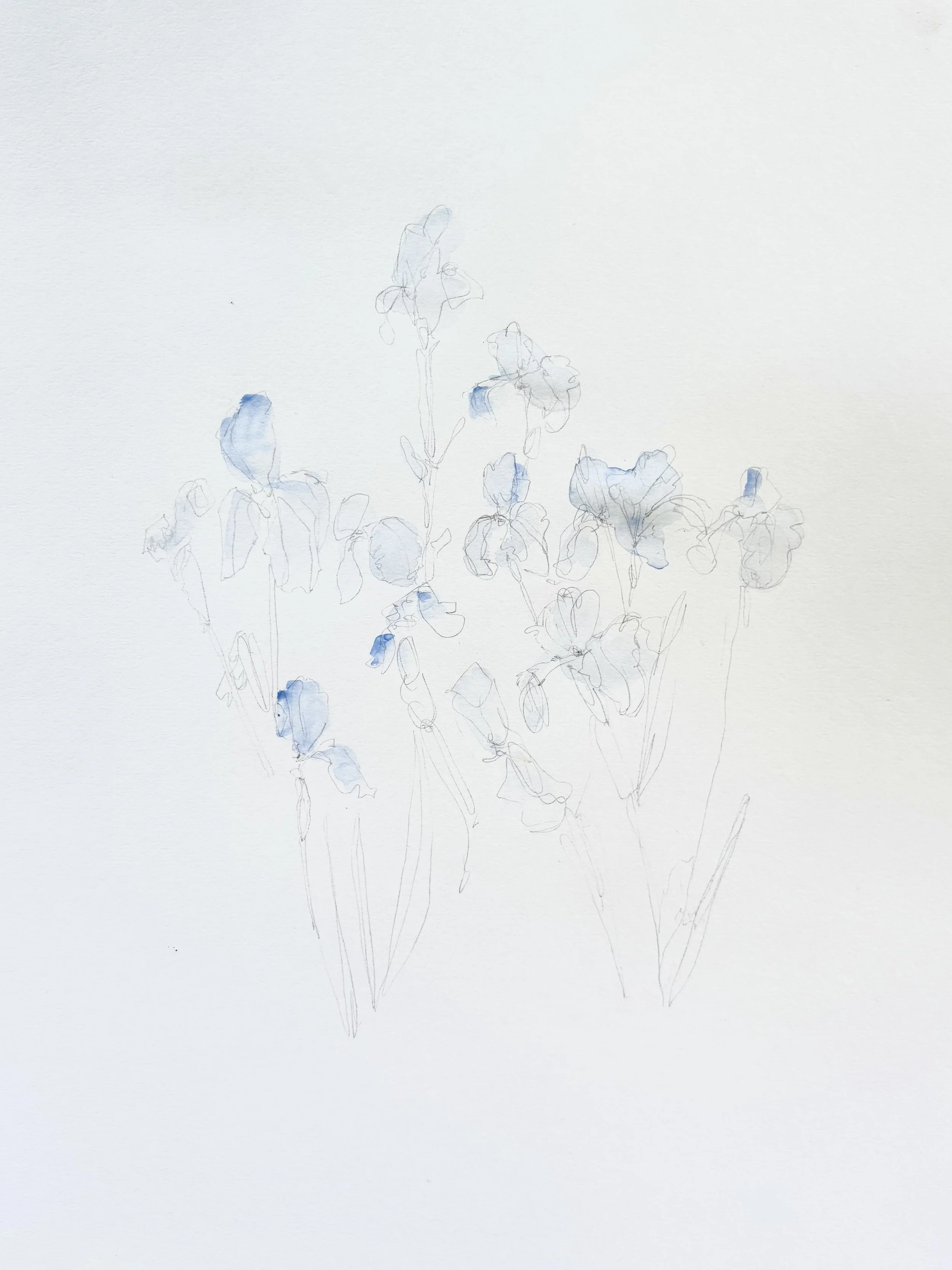 Iris in blue