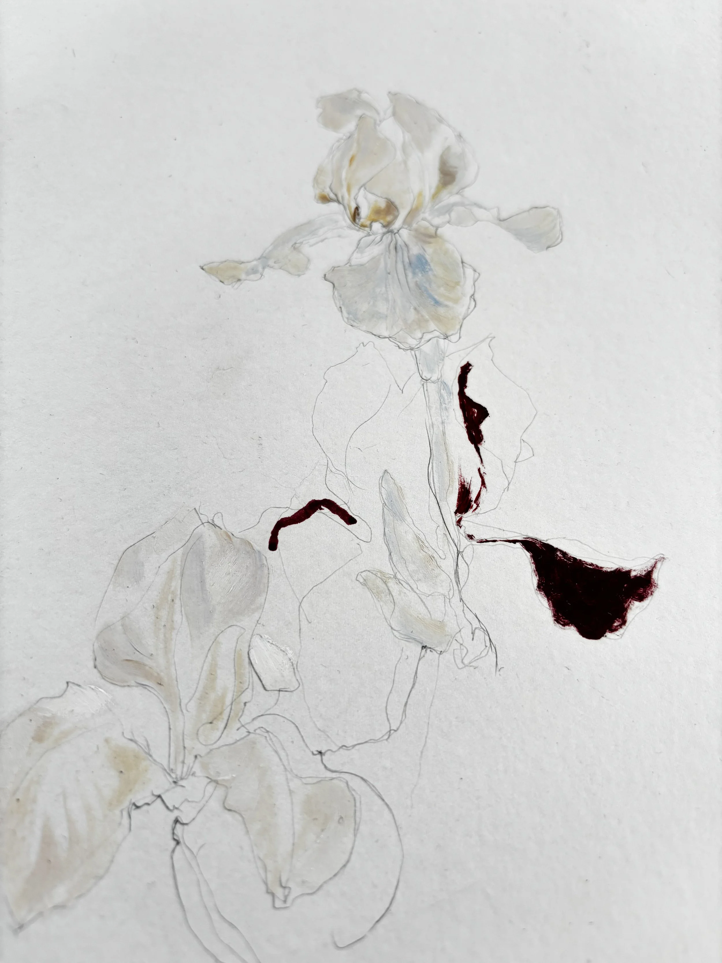 Iris Collection 02