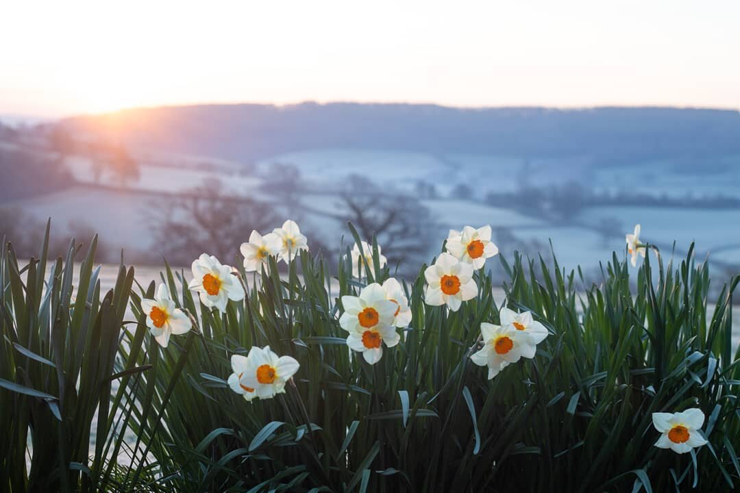 Wonderful seeing the daffys start to raise their jolly little heads... this was taken one frosty dawn last March. Can't wait for our fried eggs to appear 🍳
.
.
.
#flowers #glebehousedevon #openingsoon #spring2021 #staycation #foodiegetaway #devonish