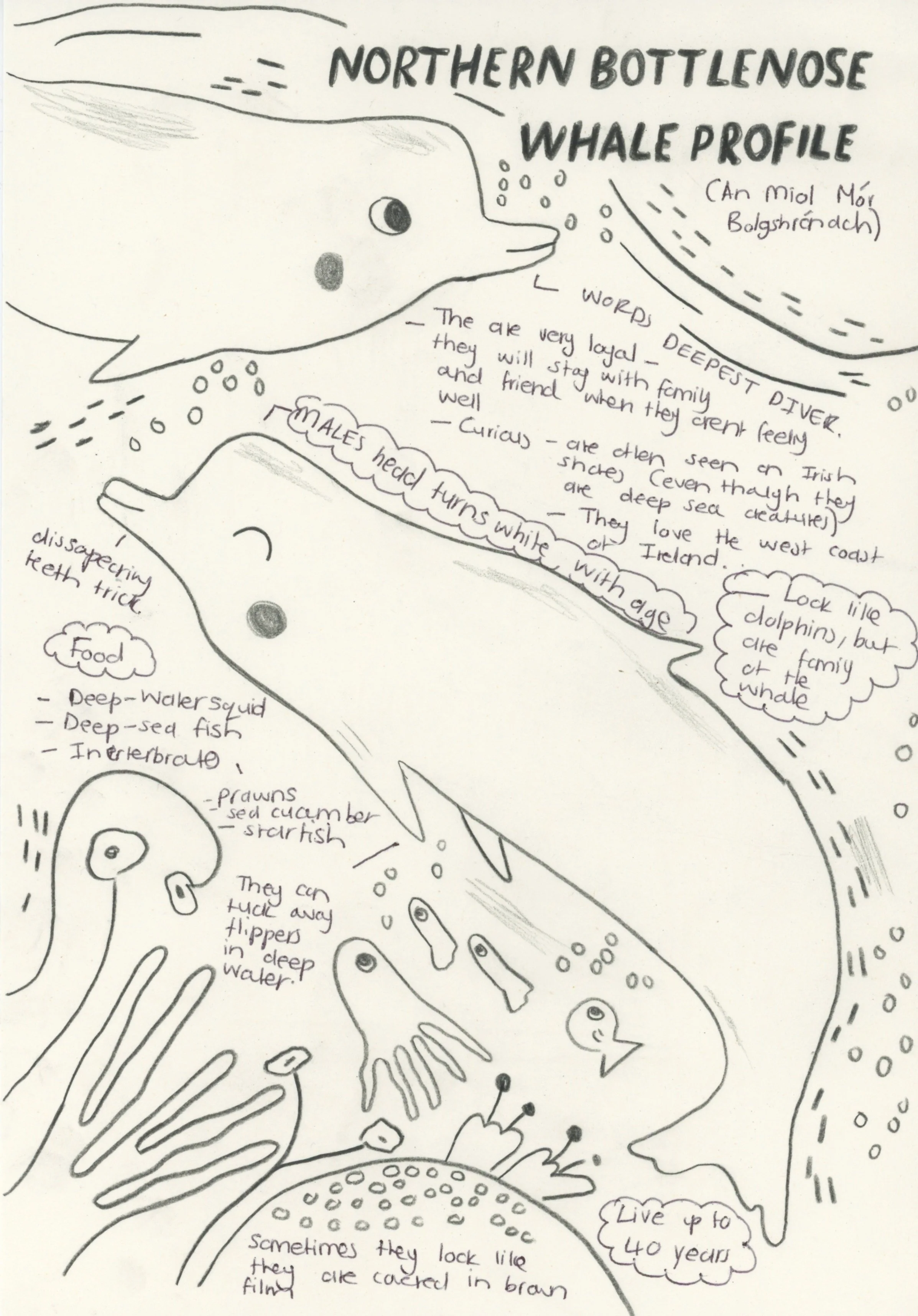 Serfontein_Bottlenose whale Scan.jpeg