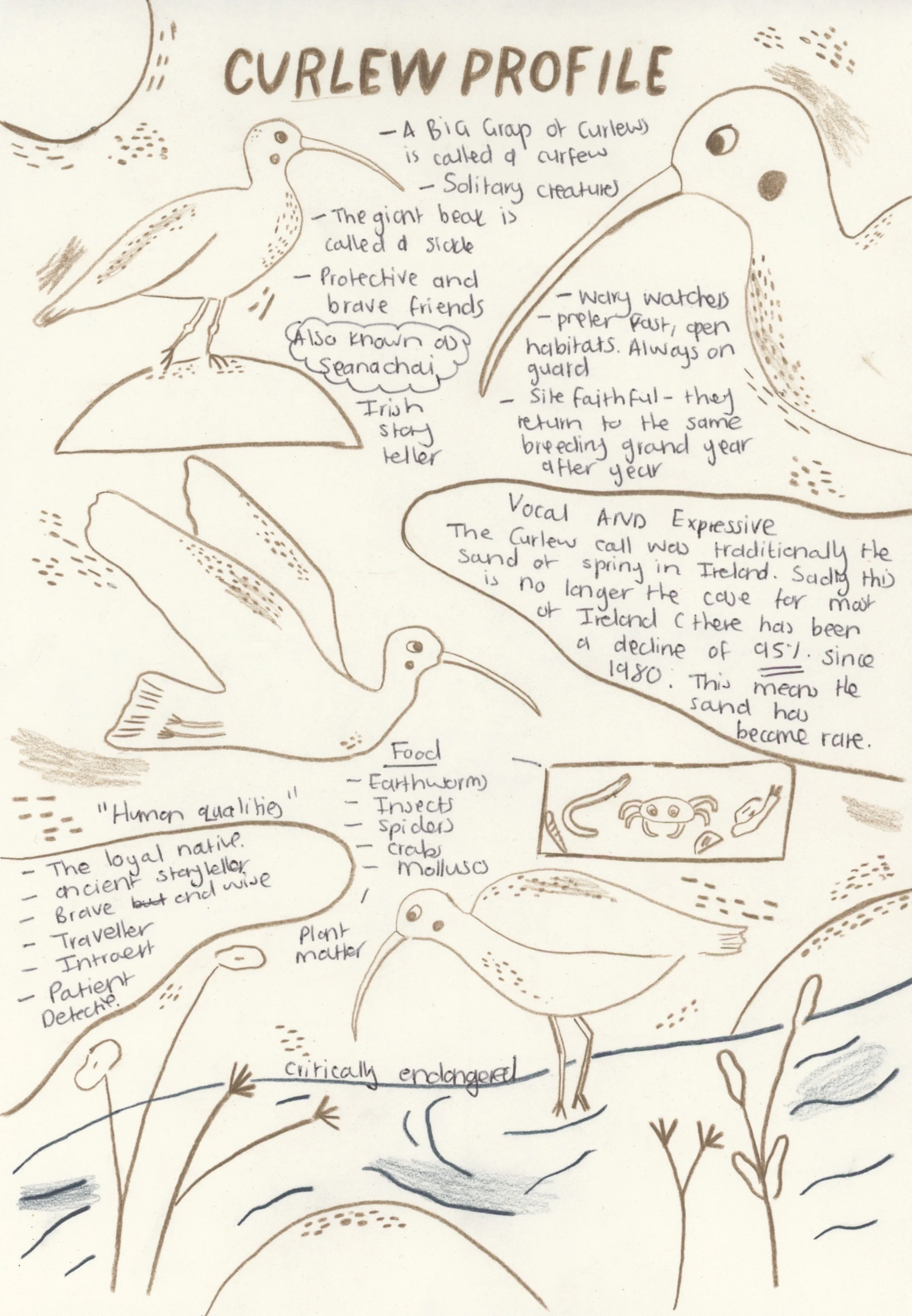 Serfontein_Curlew Scan.jpeg