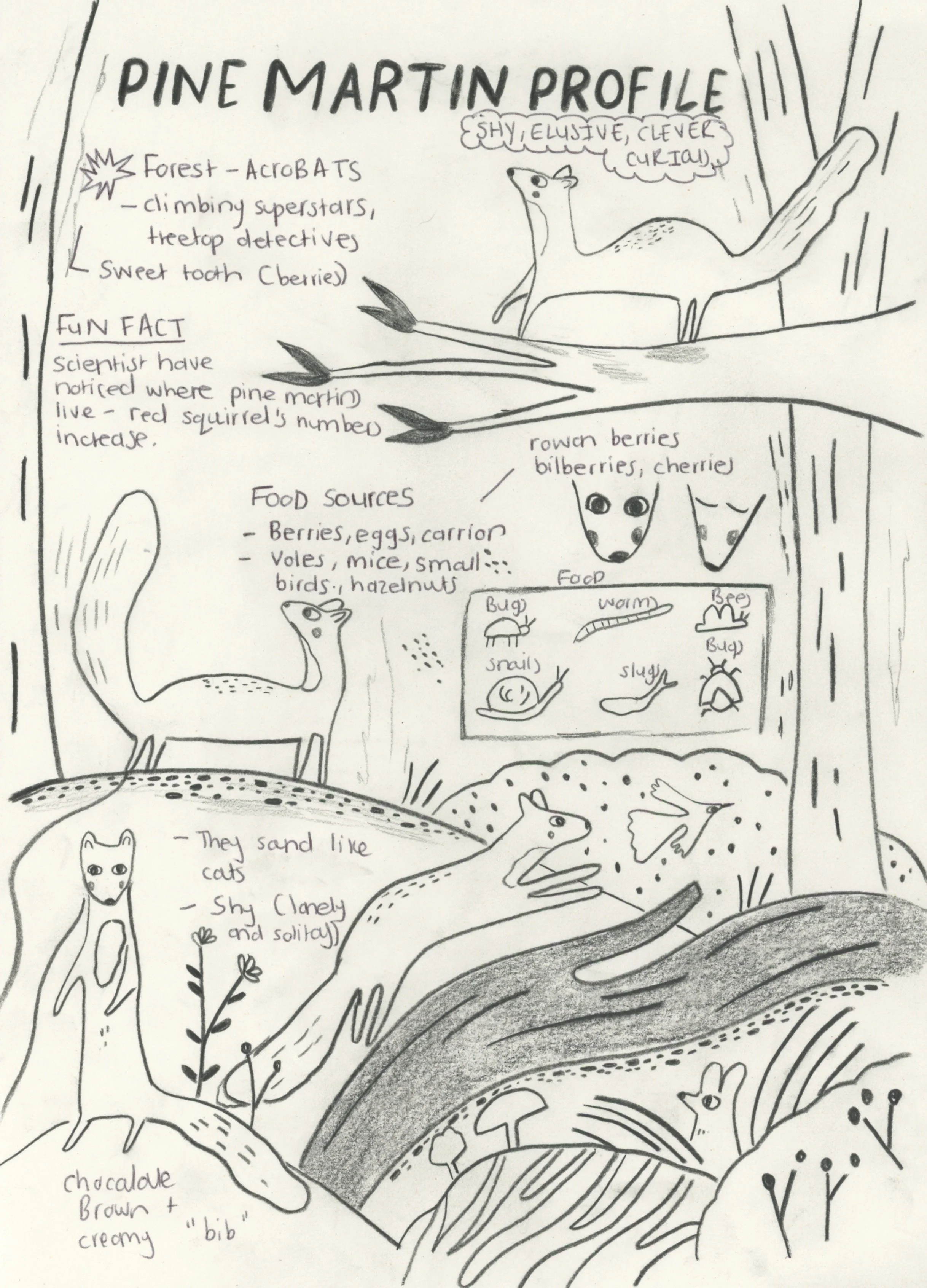 Serfontein_Pine Martin Scan.jpeg