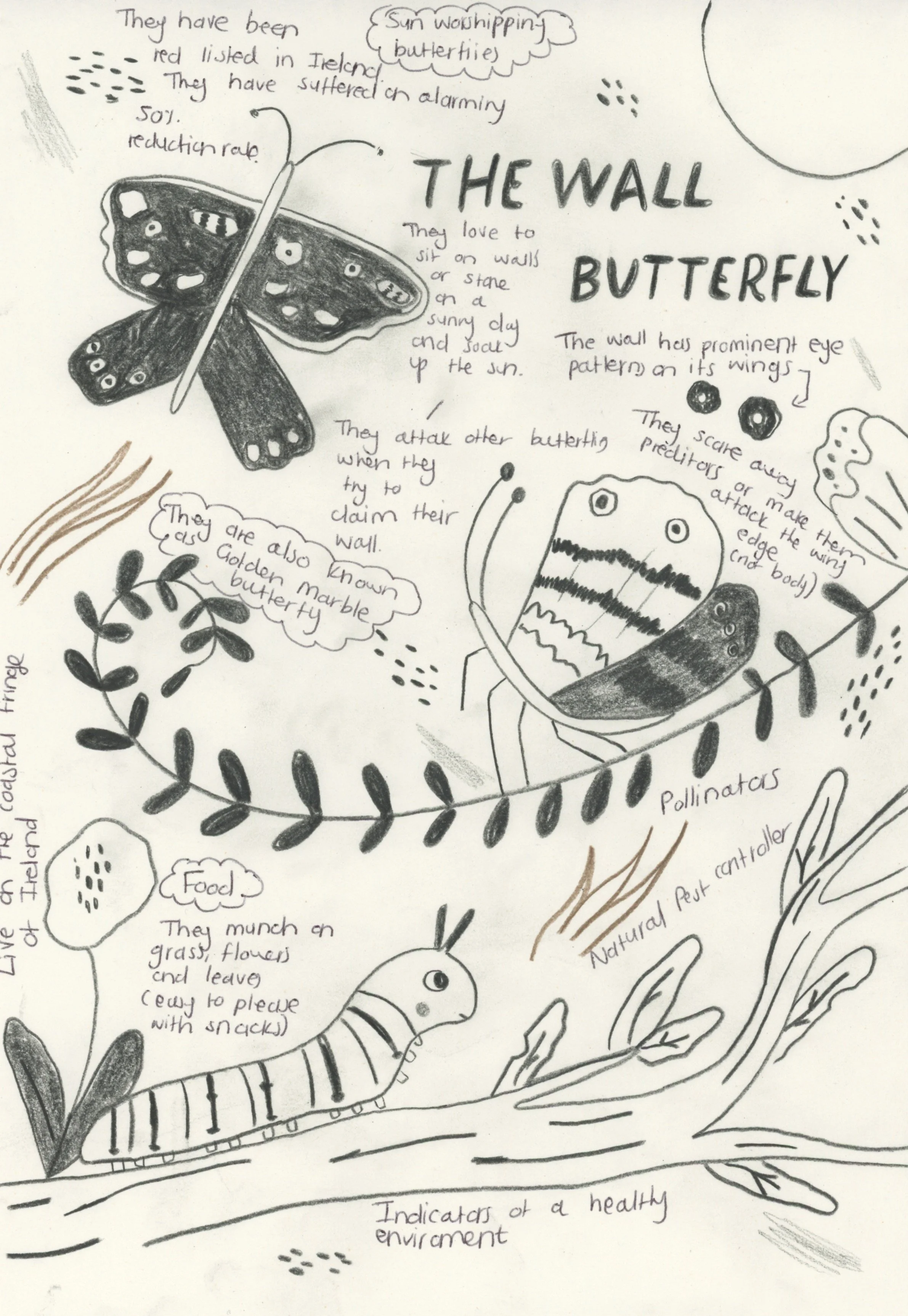 Serfontein_The Wall Butterfly.jpeg