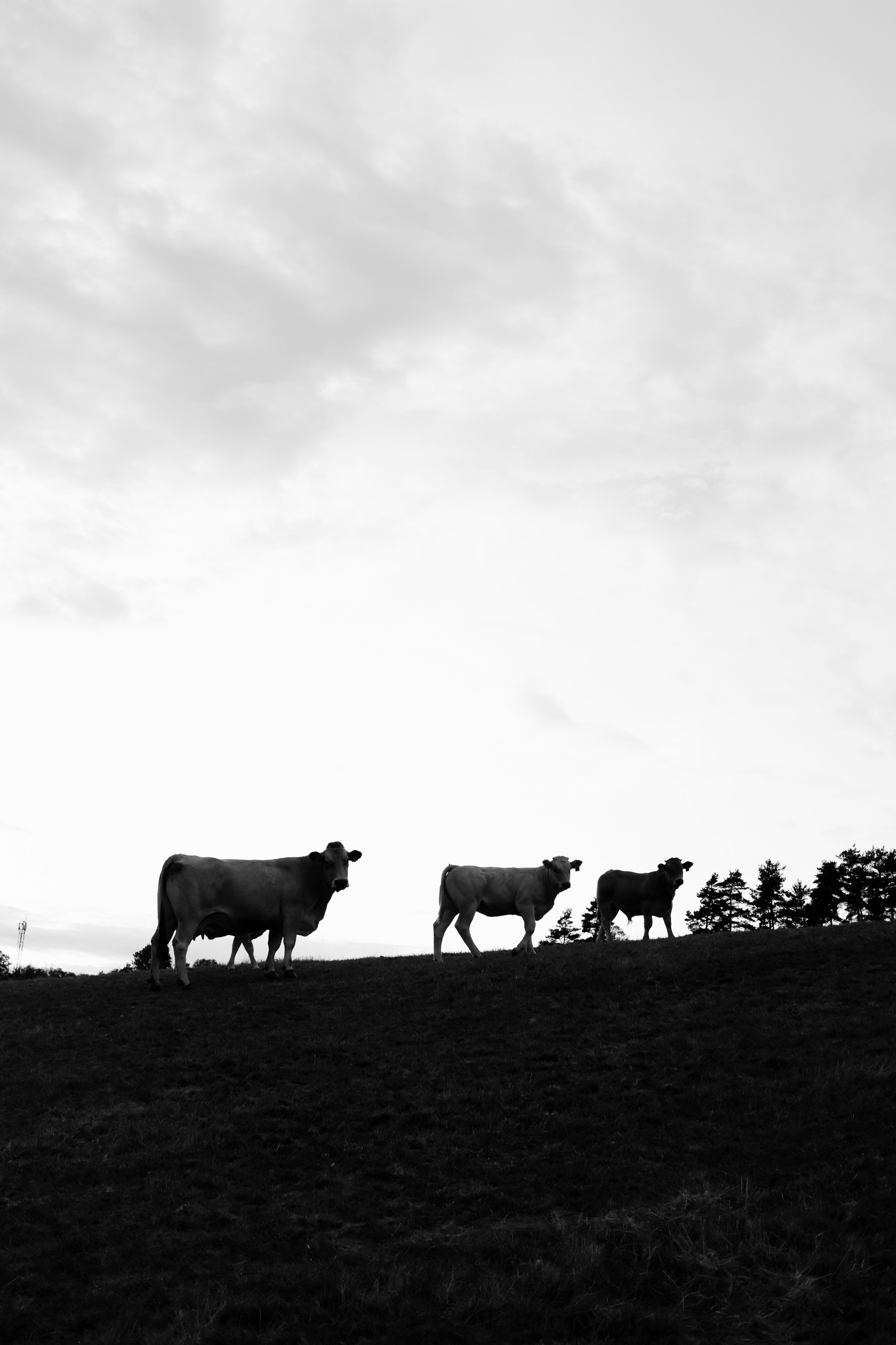 DSCF5809.jpg