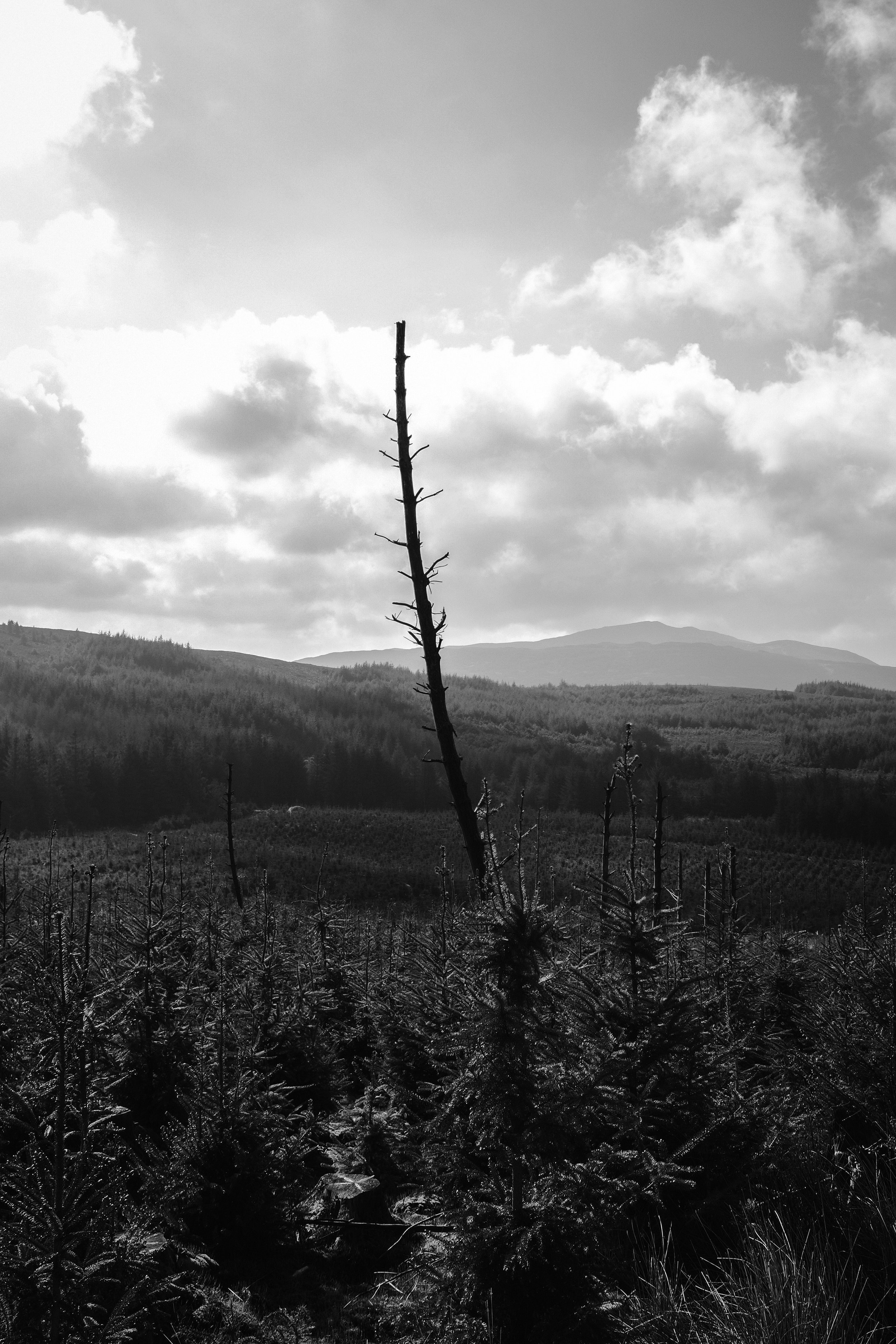 DSCF9955.jpg